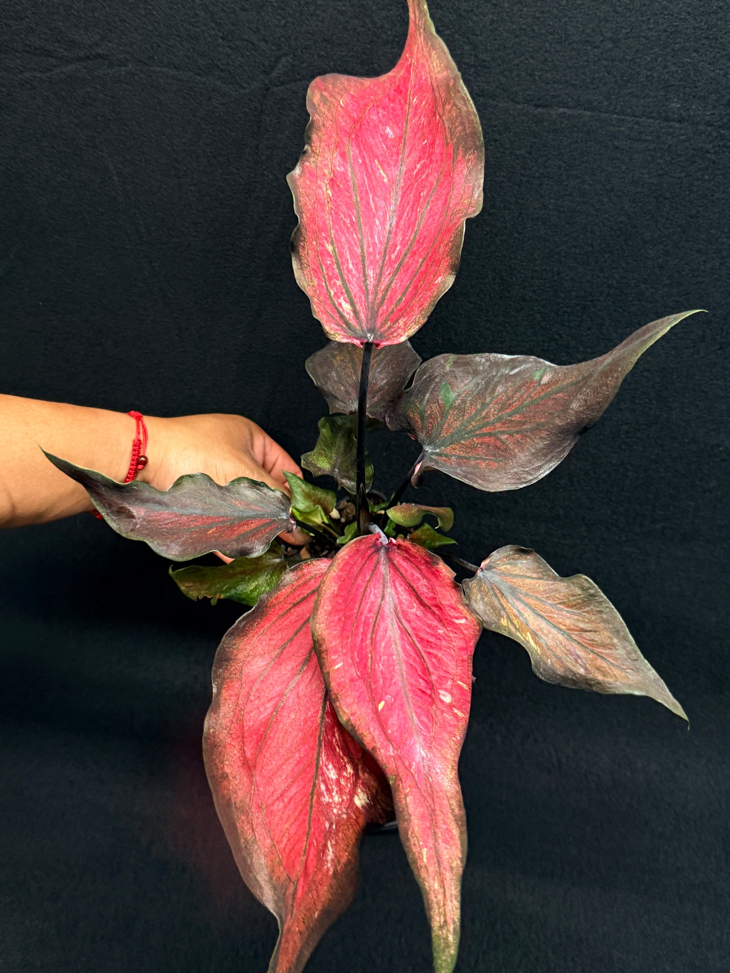 Caladium Hybrid G82