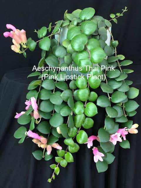 Aeschynanthus Thai Pink (Pink Lipstick Plant) C159