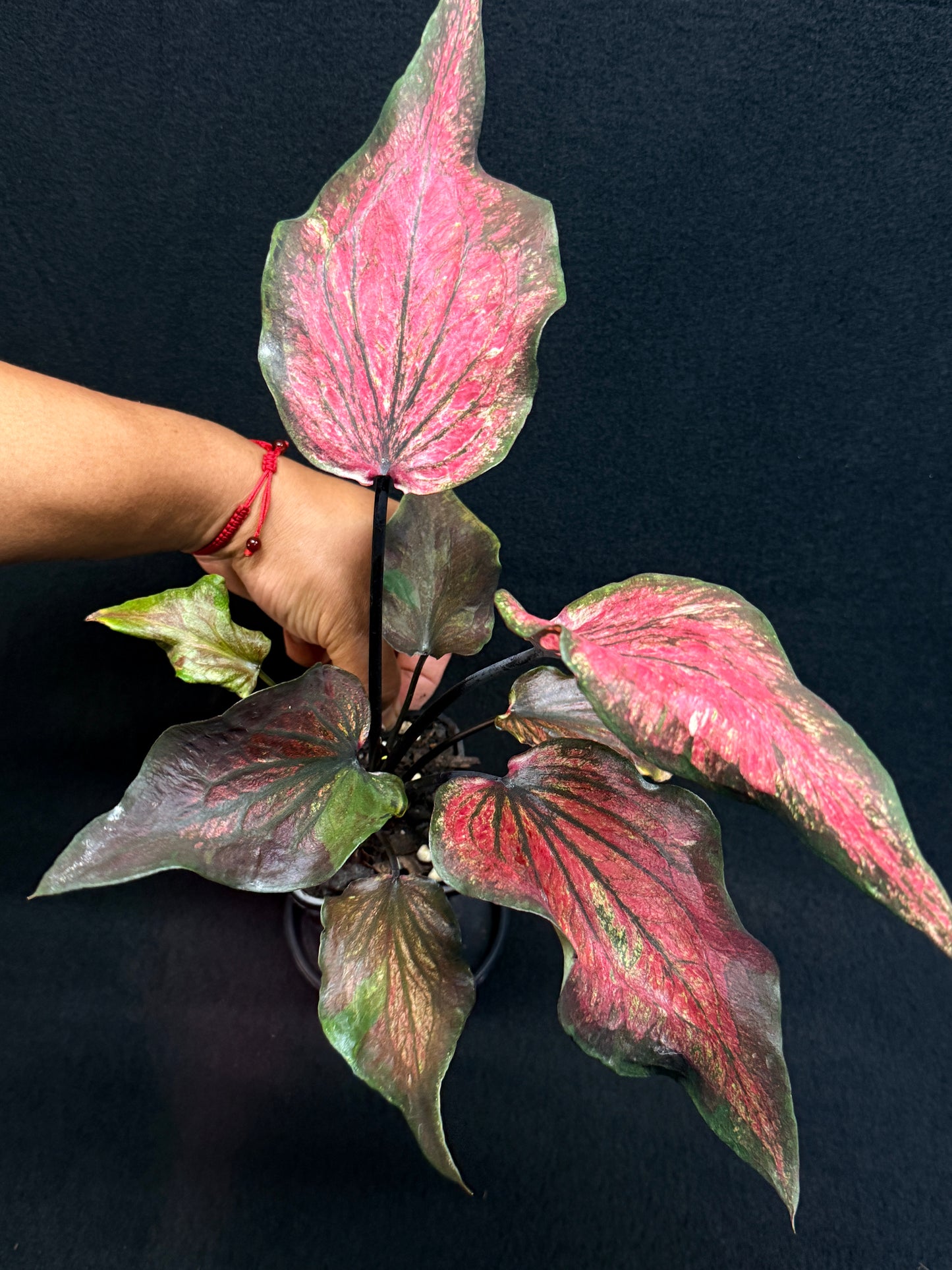 Caladium Hybrid G77