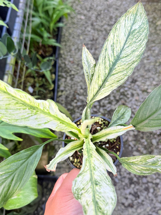 Spathiphyllum 'Sensation' Variegated N45