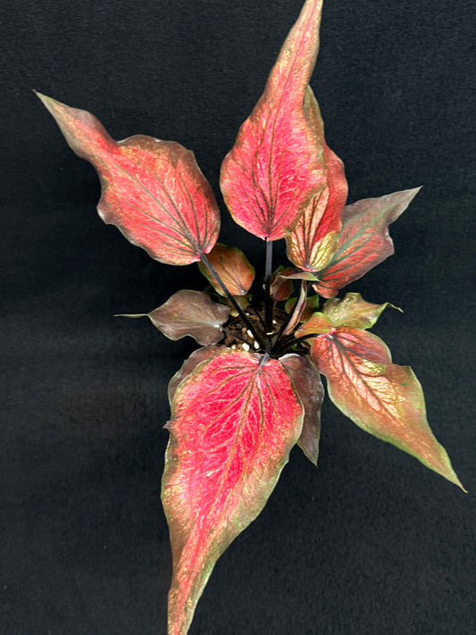 Caladium Hybrid G81