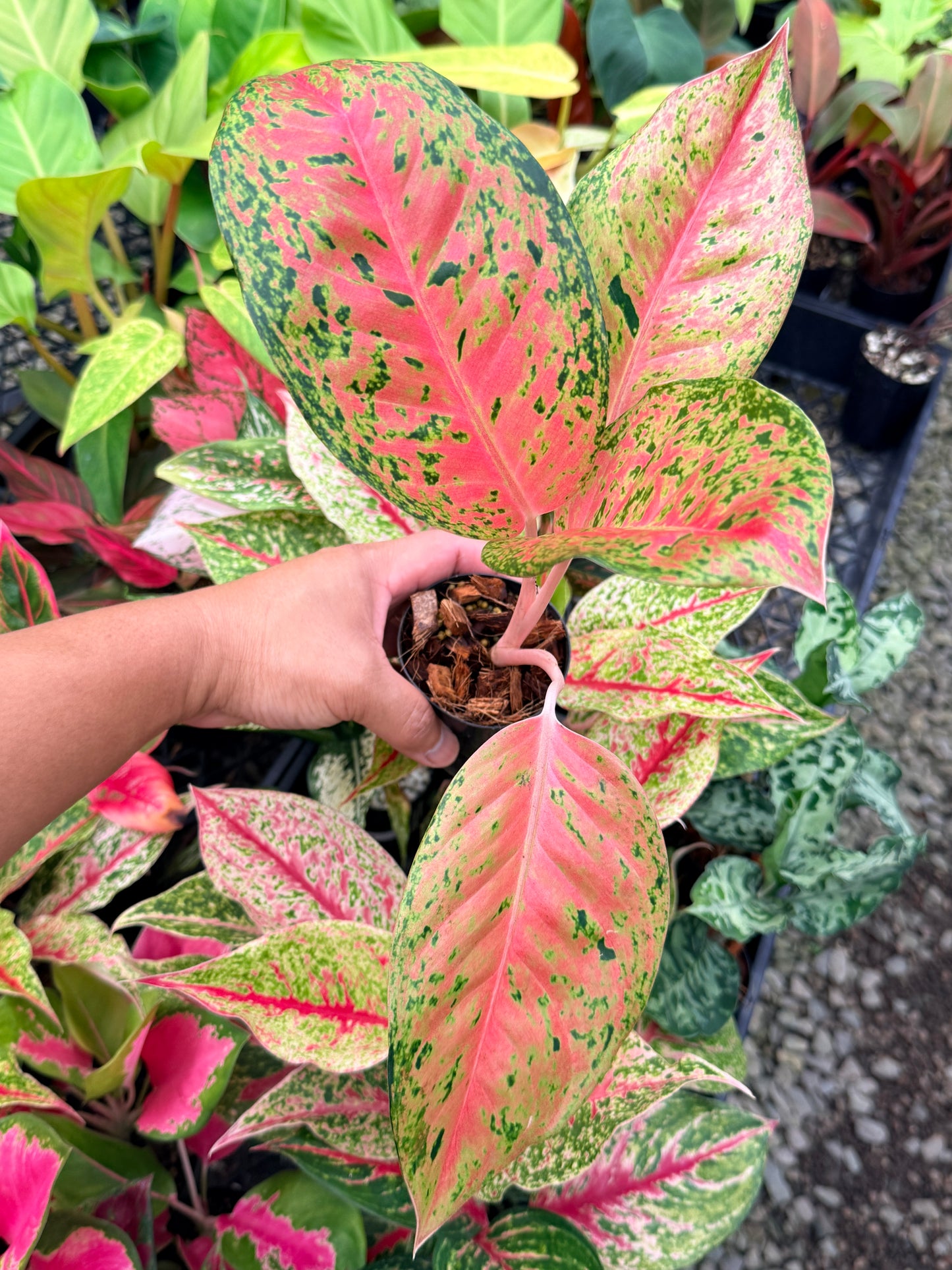 Aglaonema 'Rainbow' M79