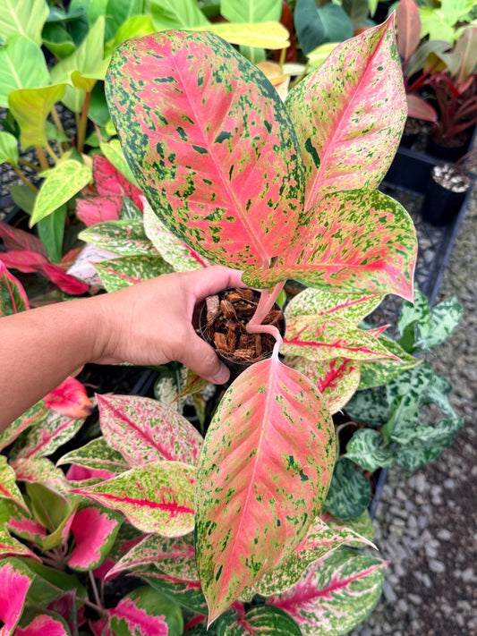 Aglaonema 'Rainbow' M79