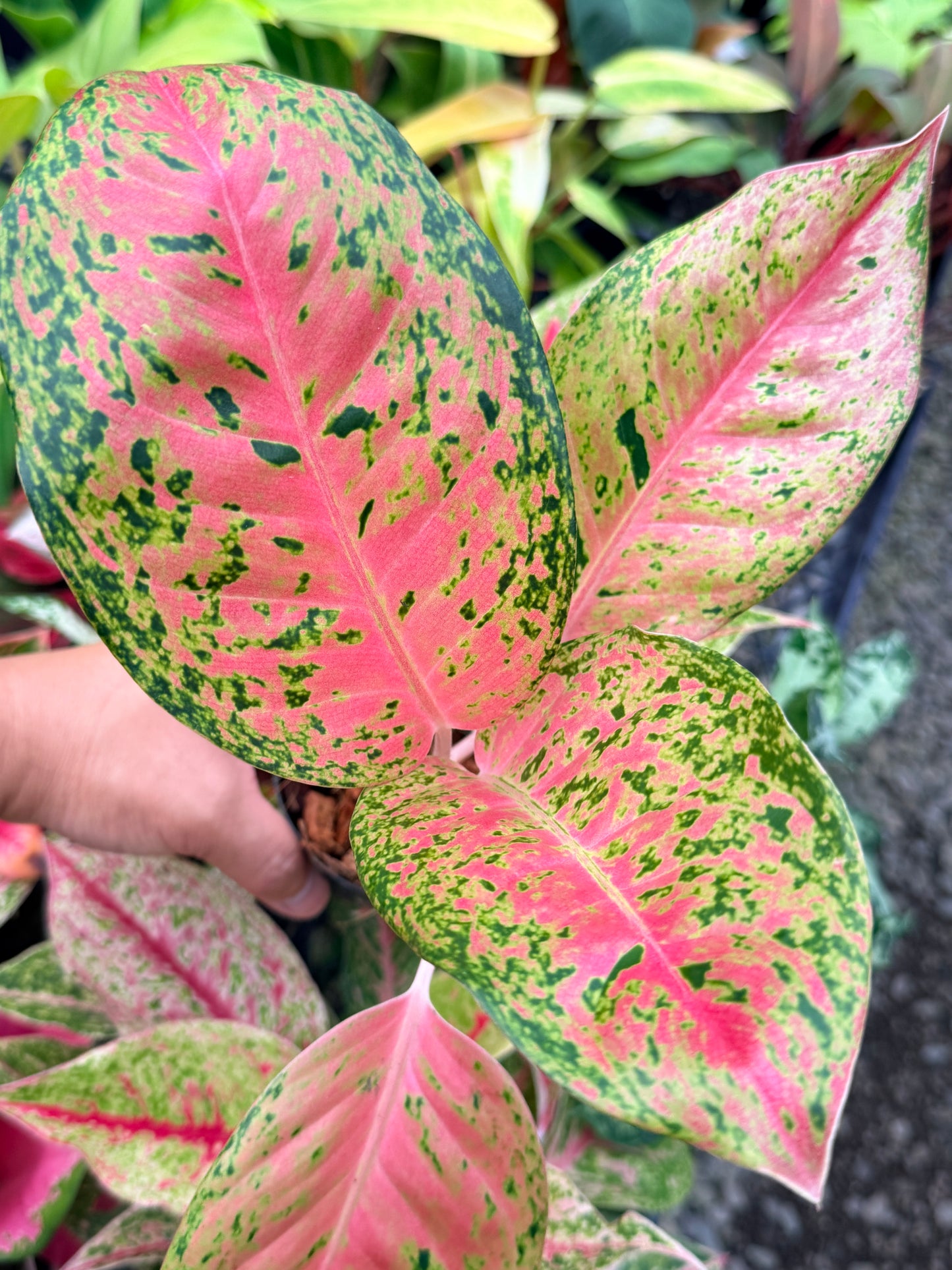 Aglaonema 'Rainbow' M79