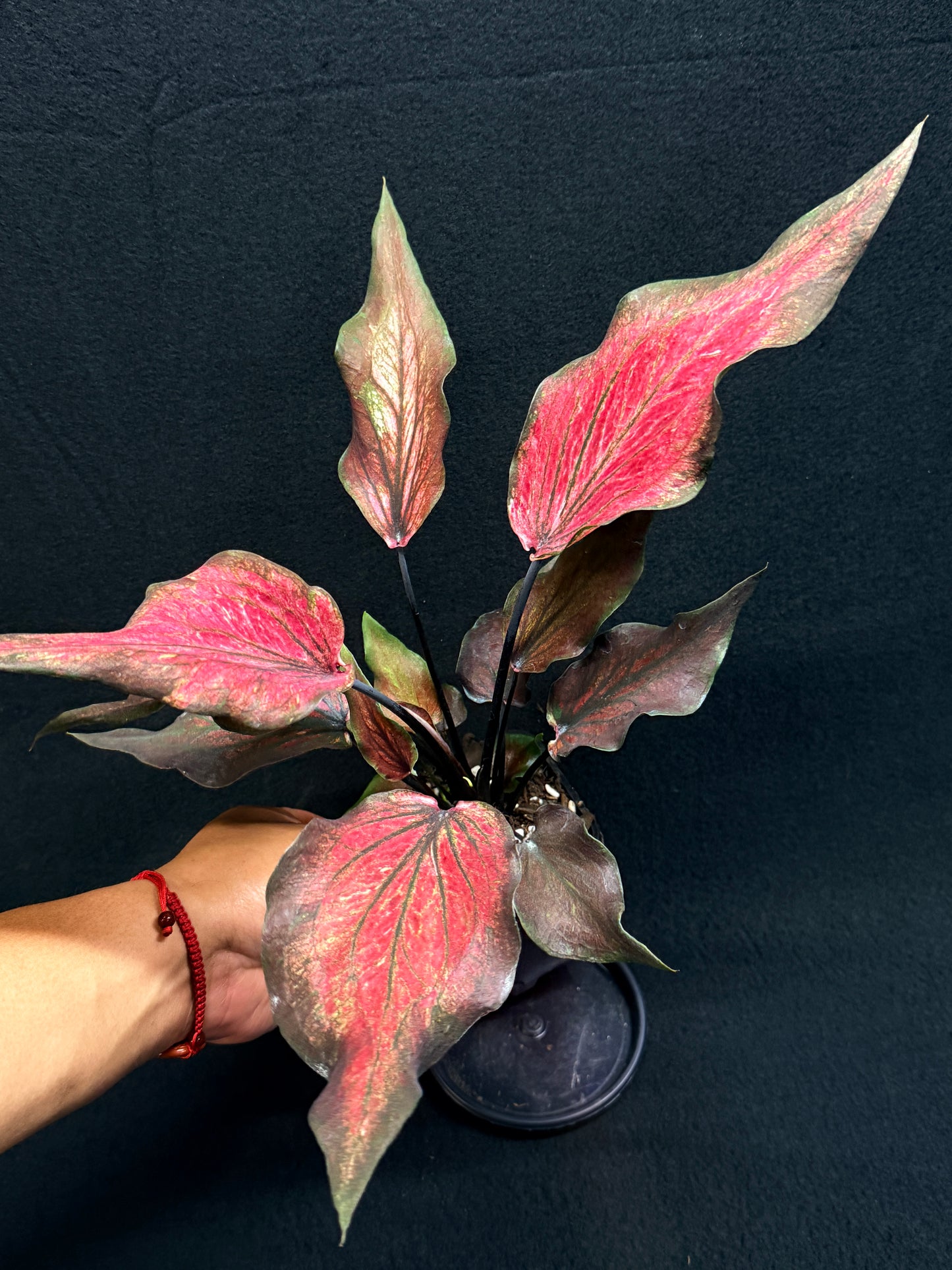 Caladium Hybrid G81