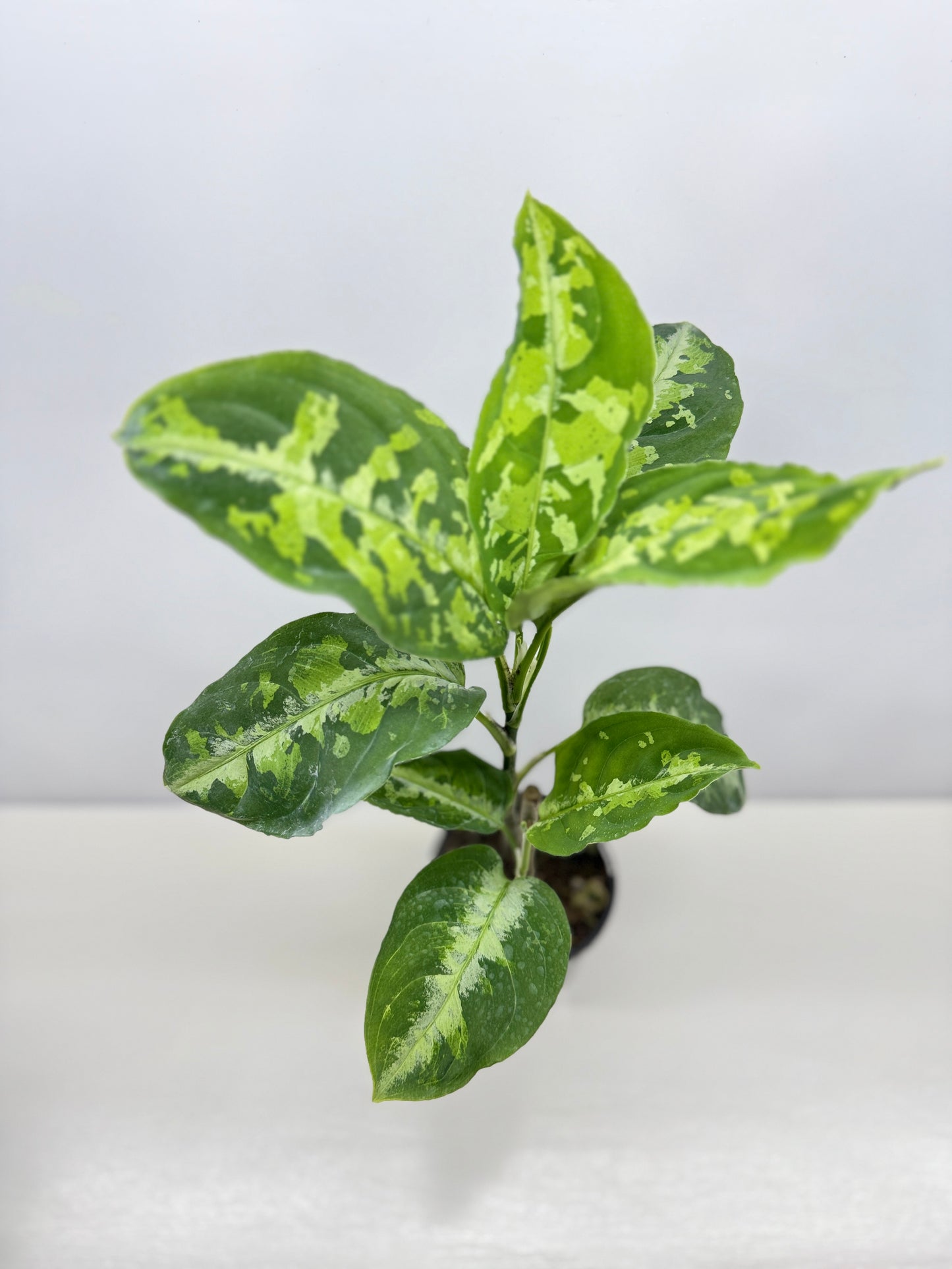 Aglaonema Pictum Tricolour - Best of the Crop!