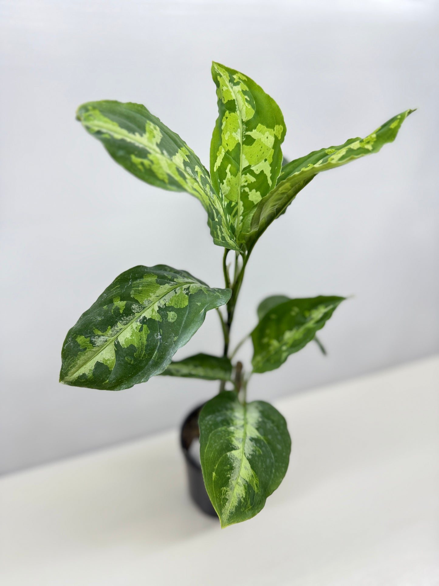 Aglaonema Pictum Tricolour - Best of the Crop!
