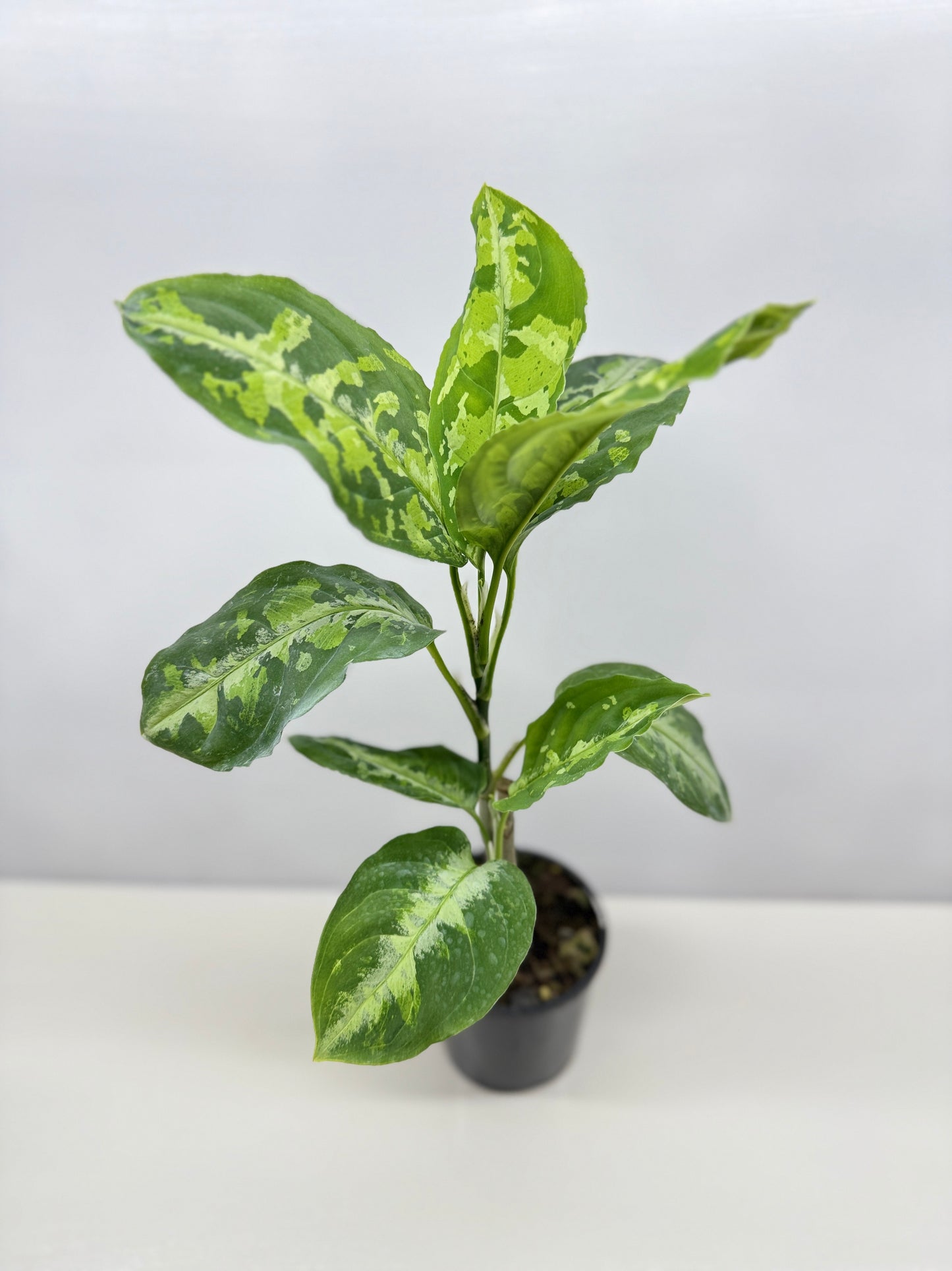 Aglaonema Pictum Tricolour - Best of the Crop!