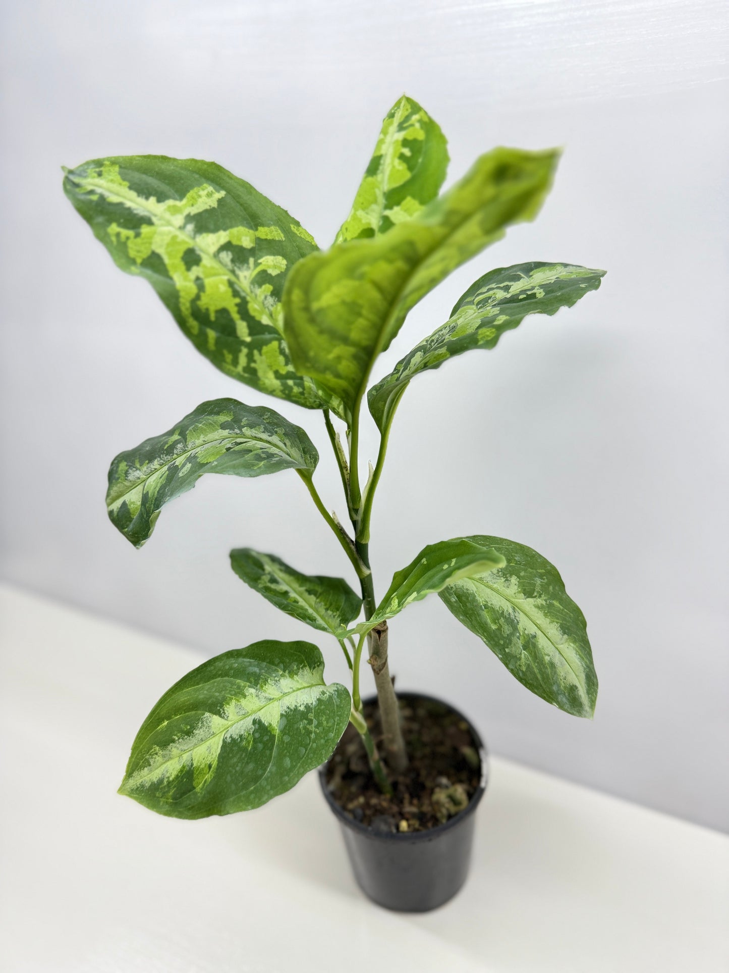 Aglaonema Pictum Tricolour - Best of the Crop!