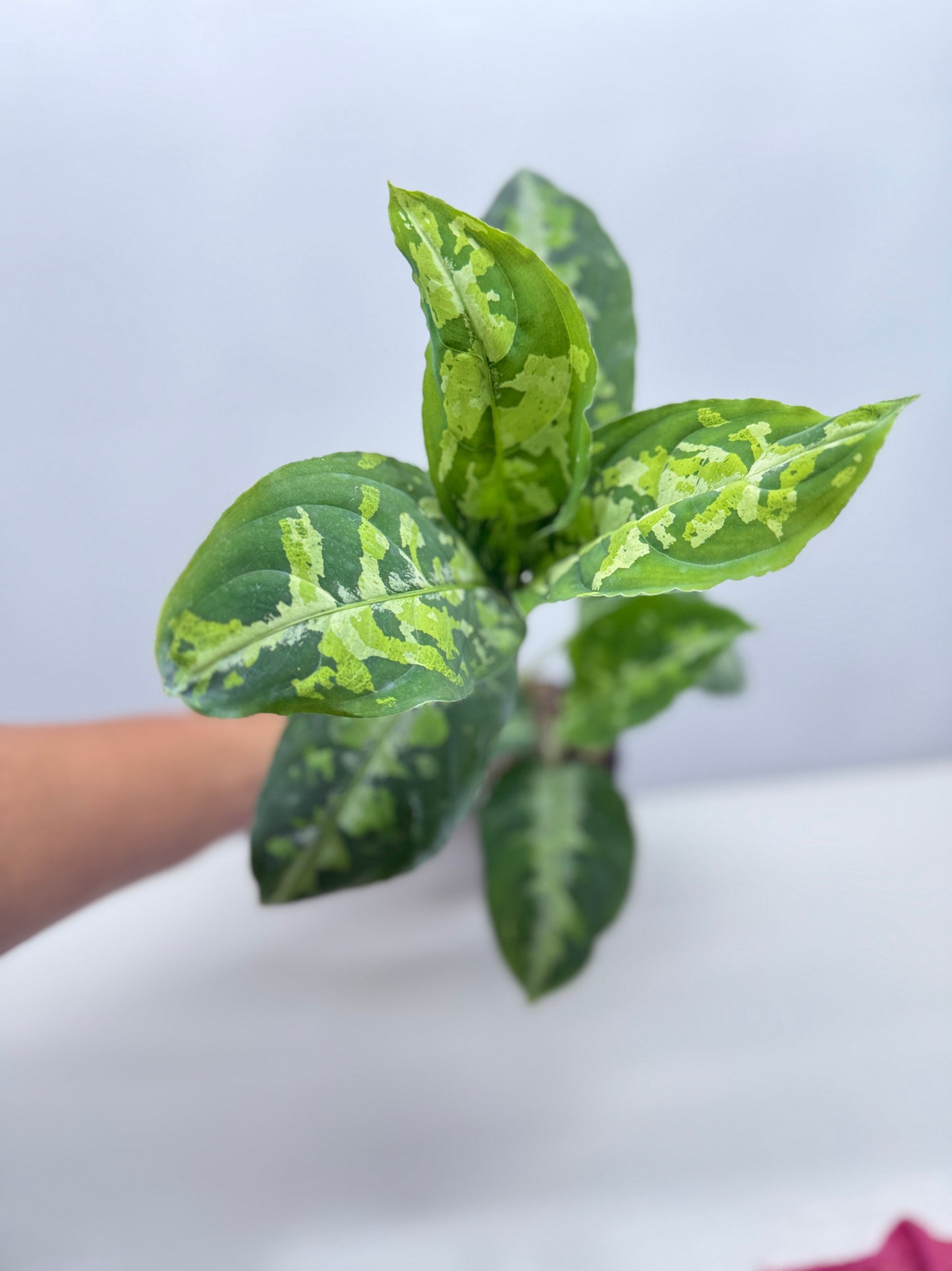 Aglaonema Pictum Tricolour - Best of the Crop!
