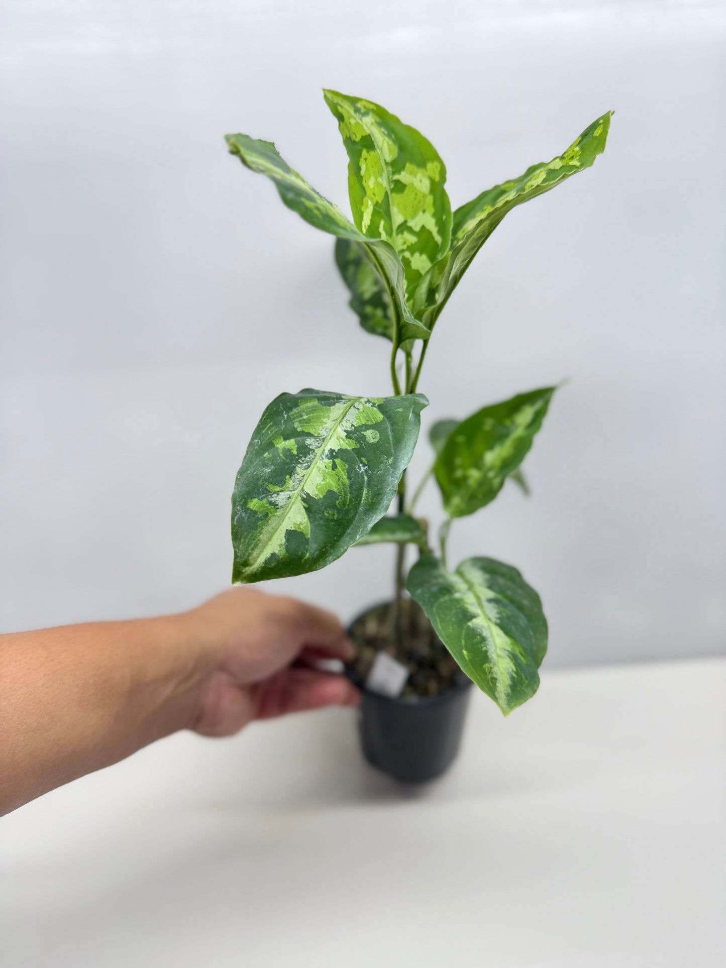 Aglaonema Pictum Tricolour - Best of the Crop!