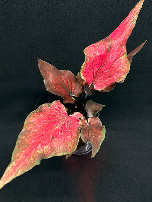 Caladium Hybrid G80