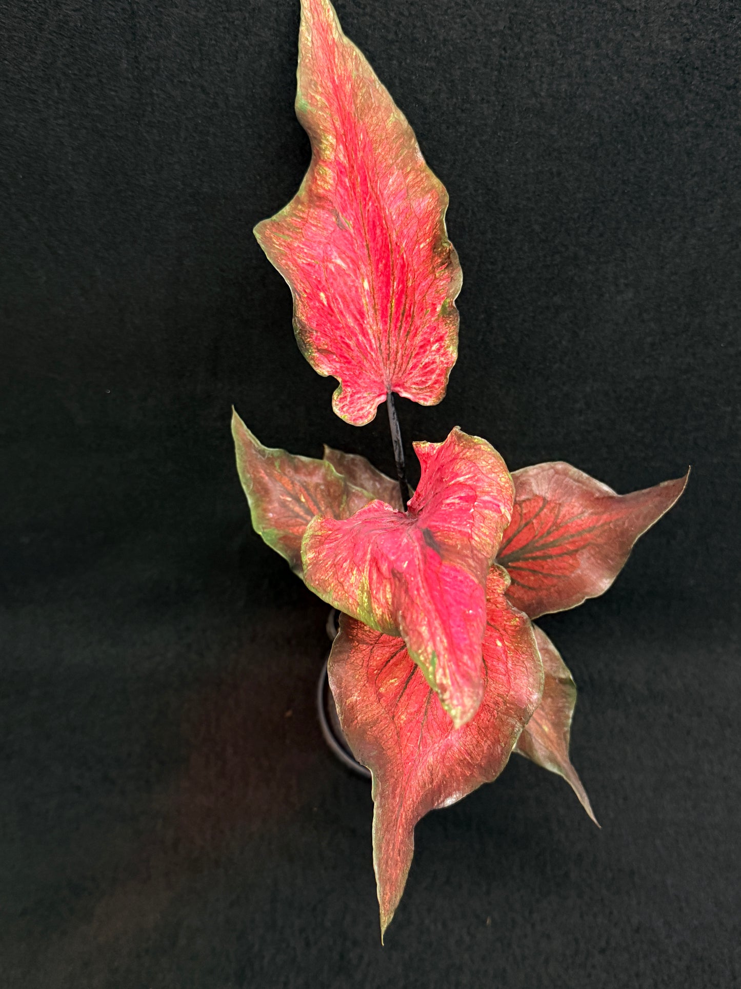Caladium Hybrid G80