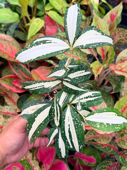Dracaena 'Milky Way' M83