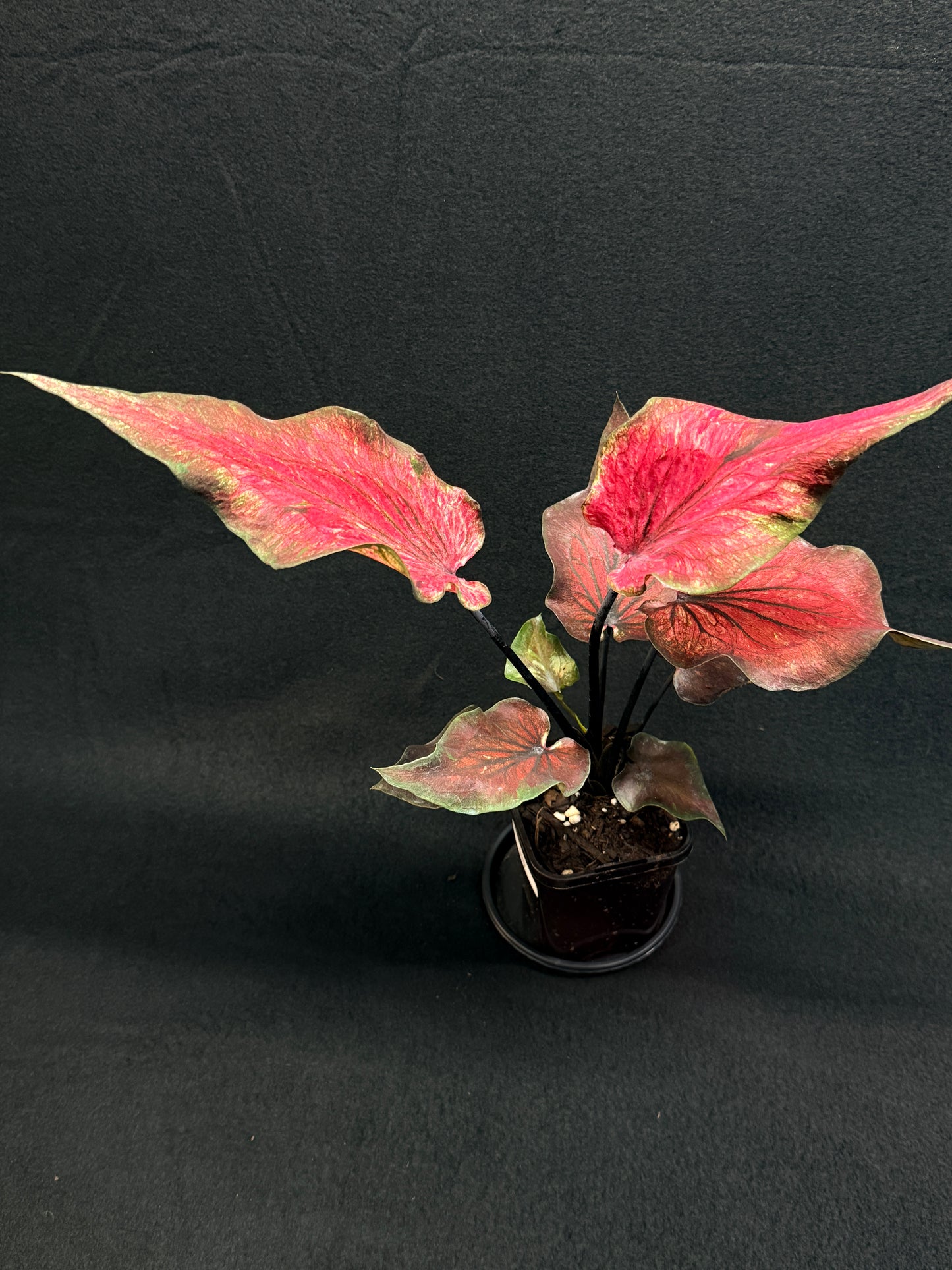 Caladium Hybrid G80