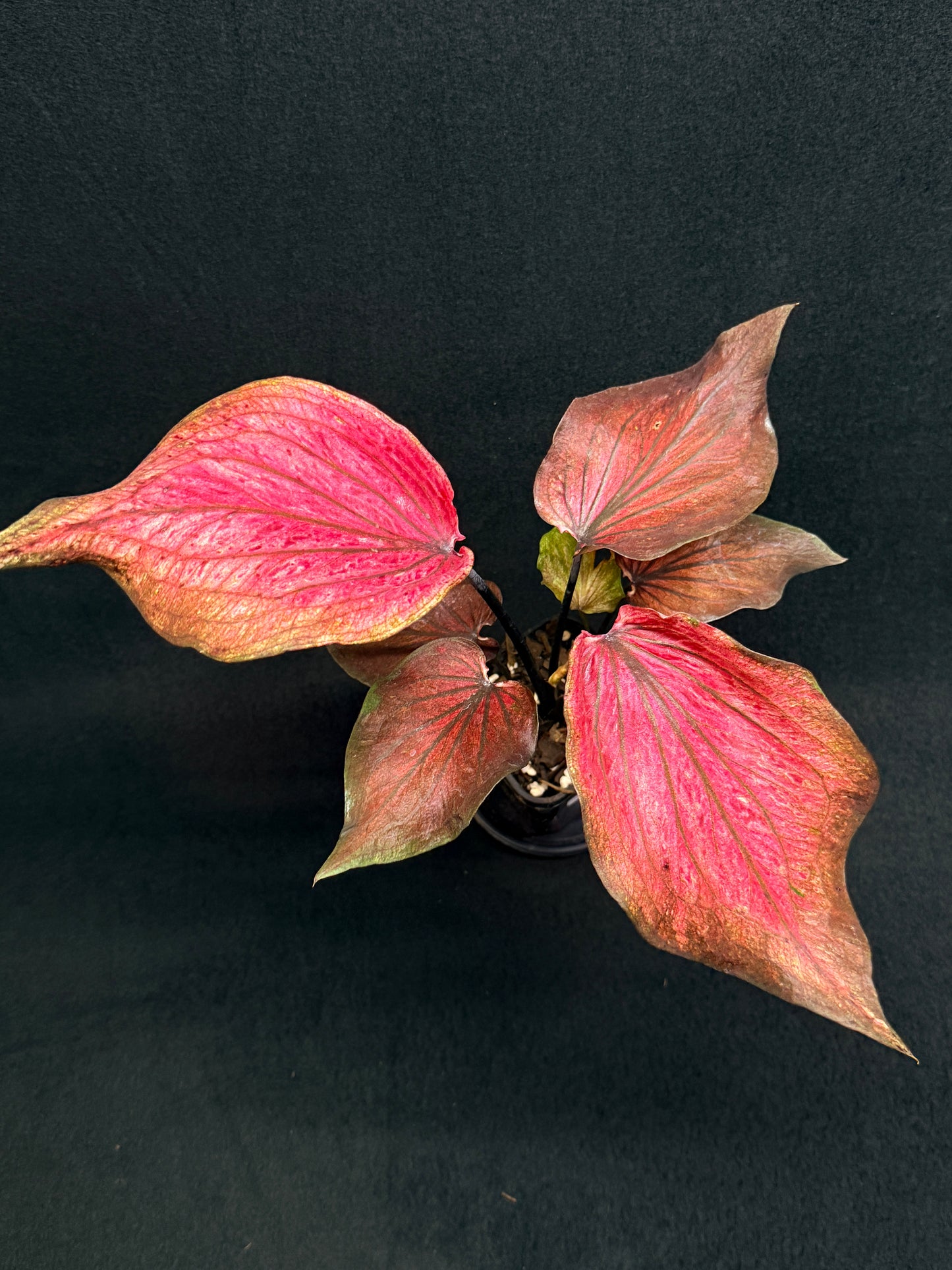 Caladium Hybrid G79