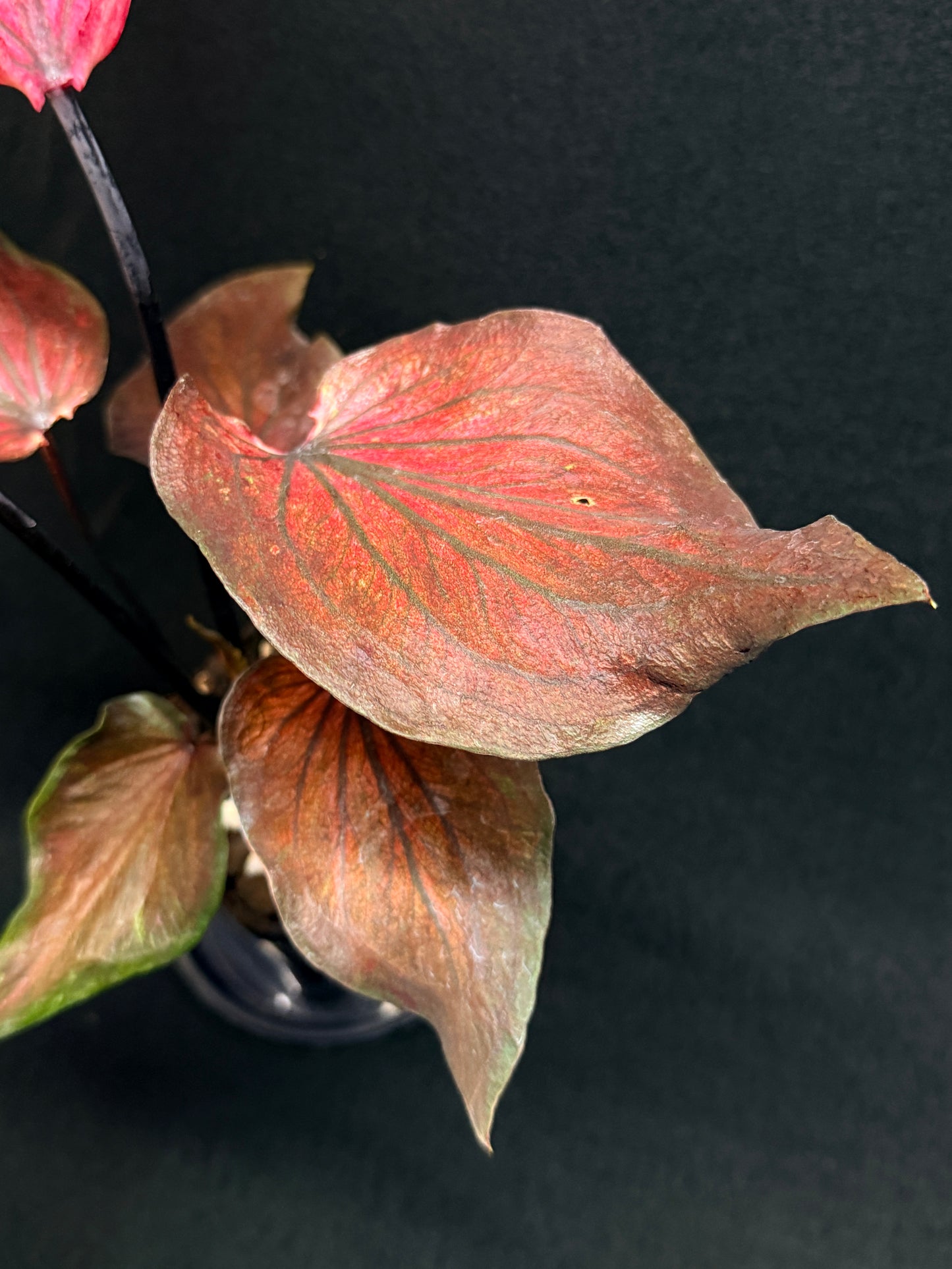 Caladium Hybrid G79