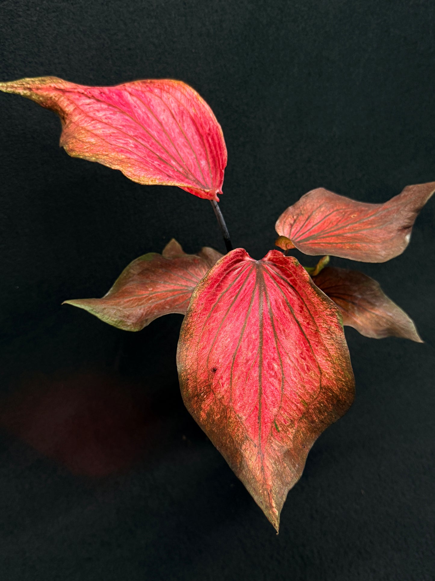 Caladium Hybrid G79