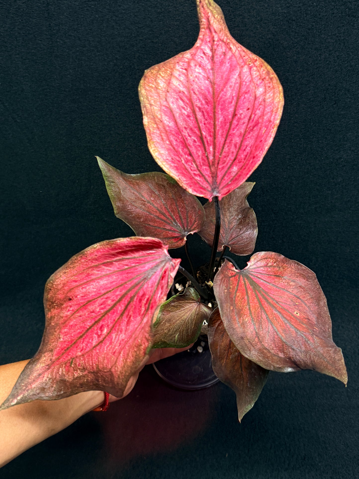 Caladium Hybrid G79