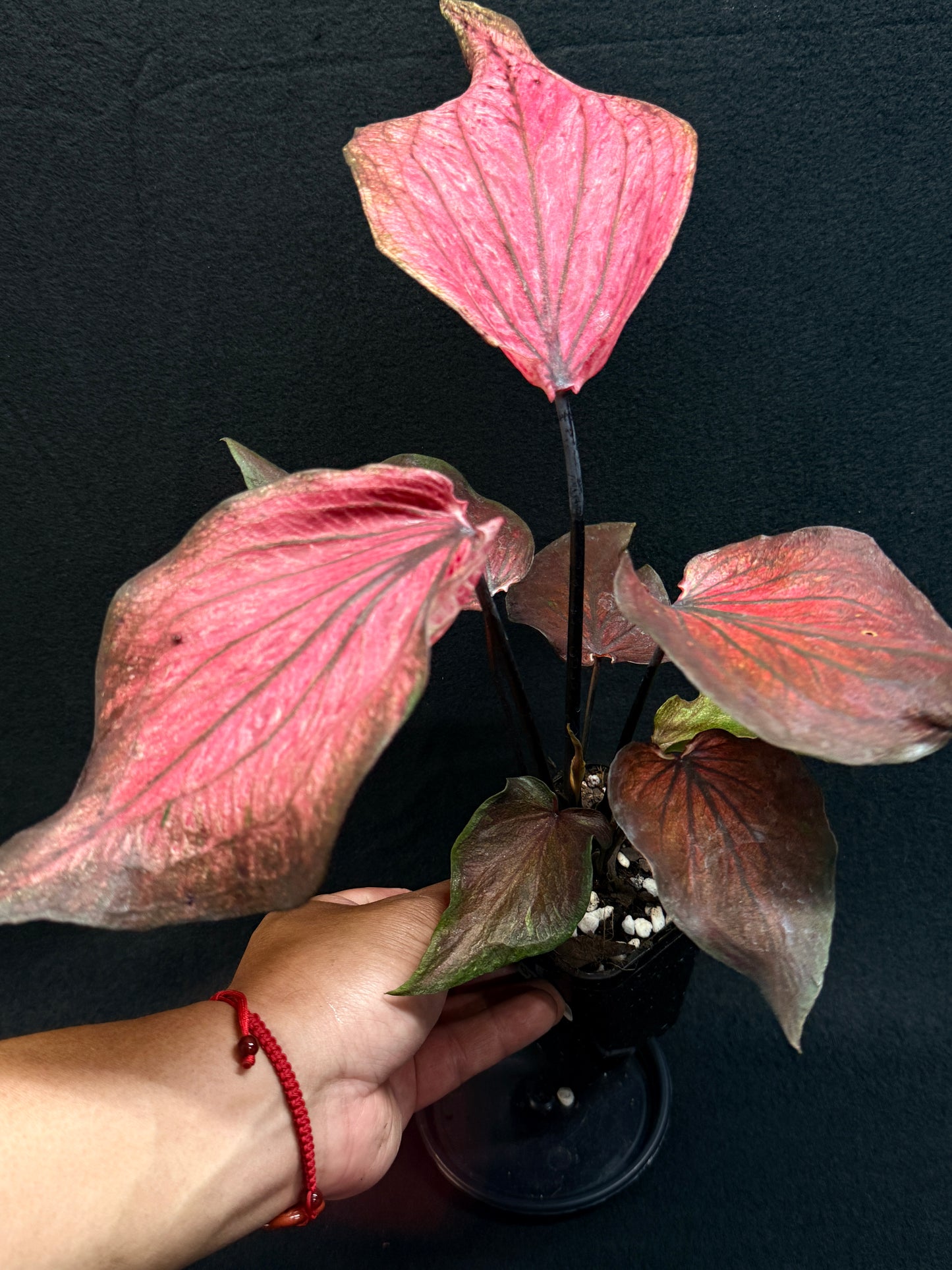 Caladium Hybrid G79