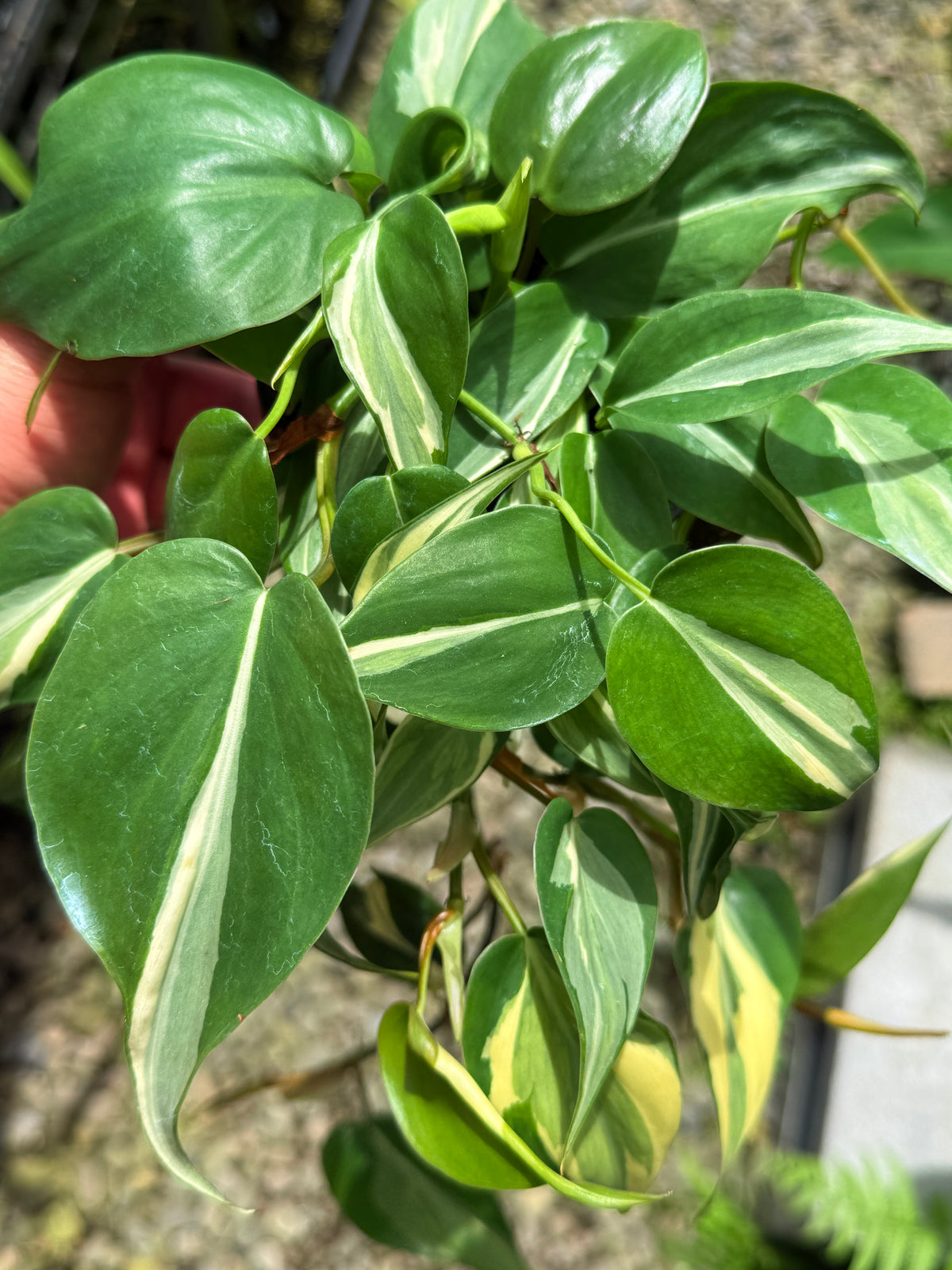 Best Pick in Stock - Philodendron 'Rio'