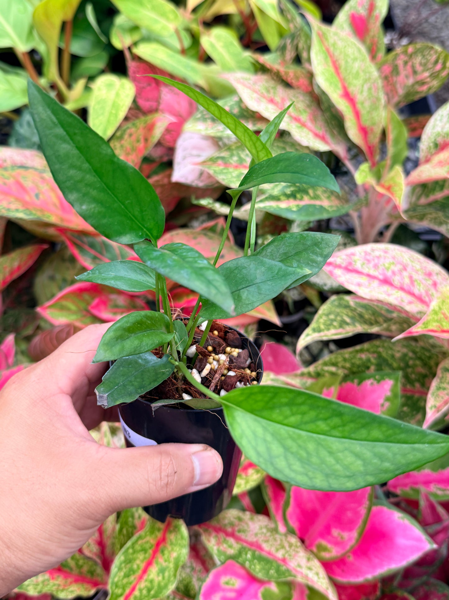 The Epipremnum pinnatum 'Skeleton Key' N3