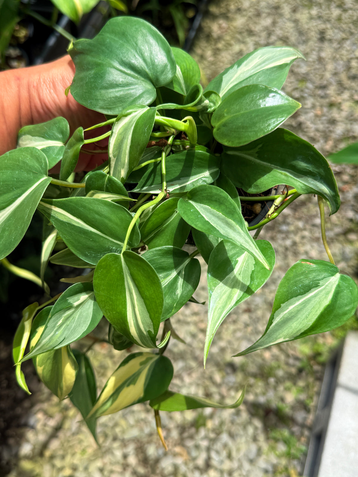 Best Pick in Stock - Philodendron 'Rio'