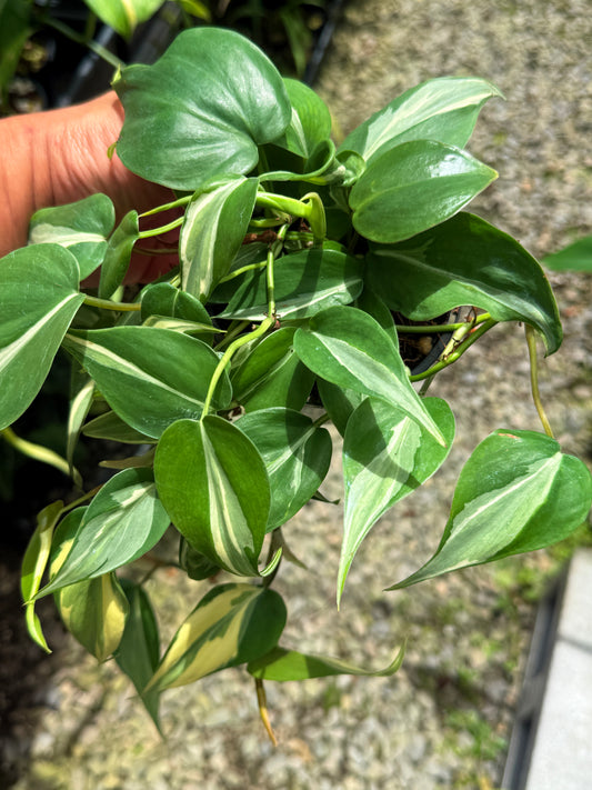 Best Pick in Stock - Philodendron 'Rio'