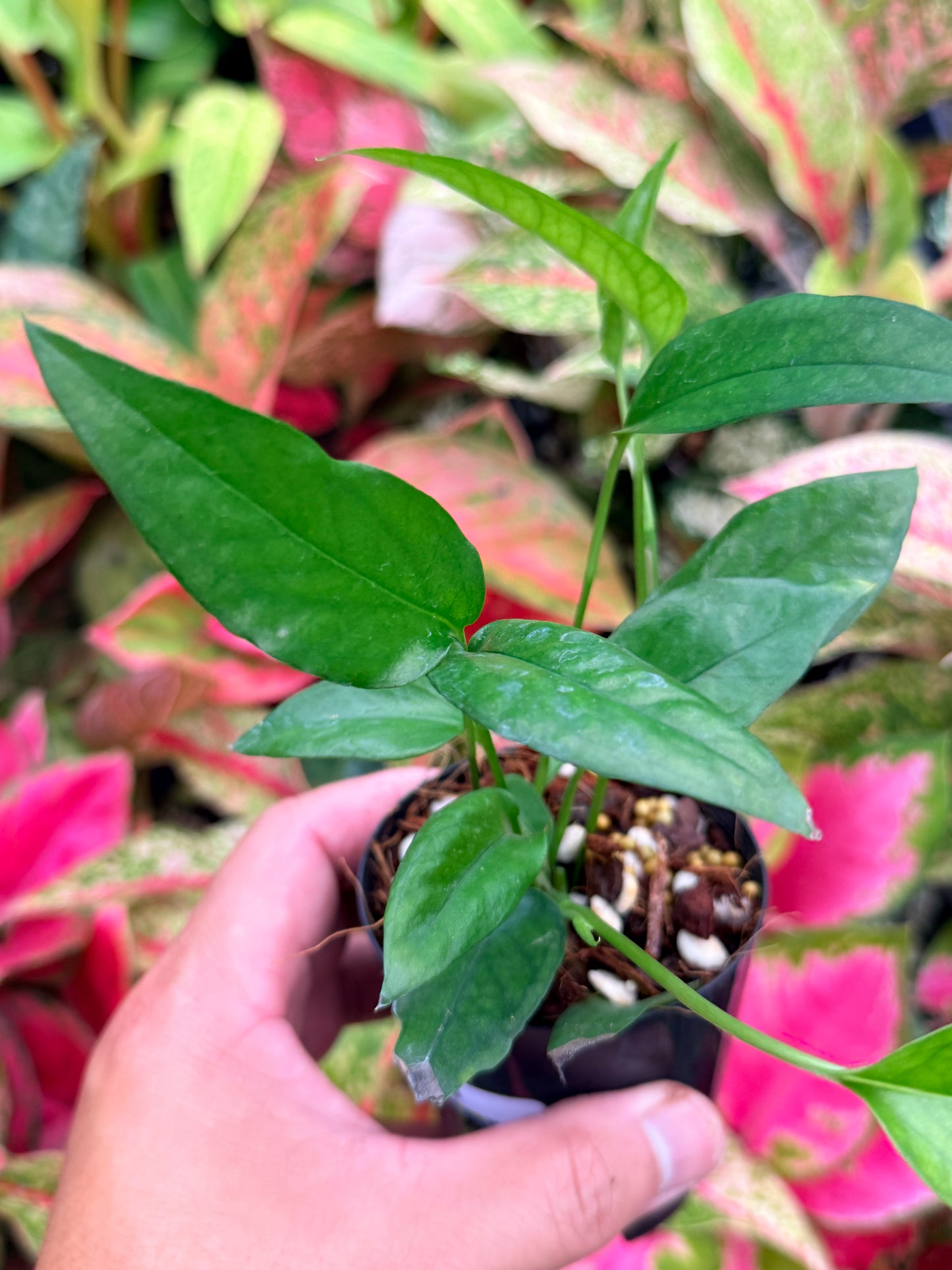 The Epipremnum pinnatum 'Skeleton Key' N3