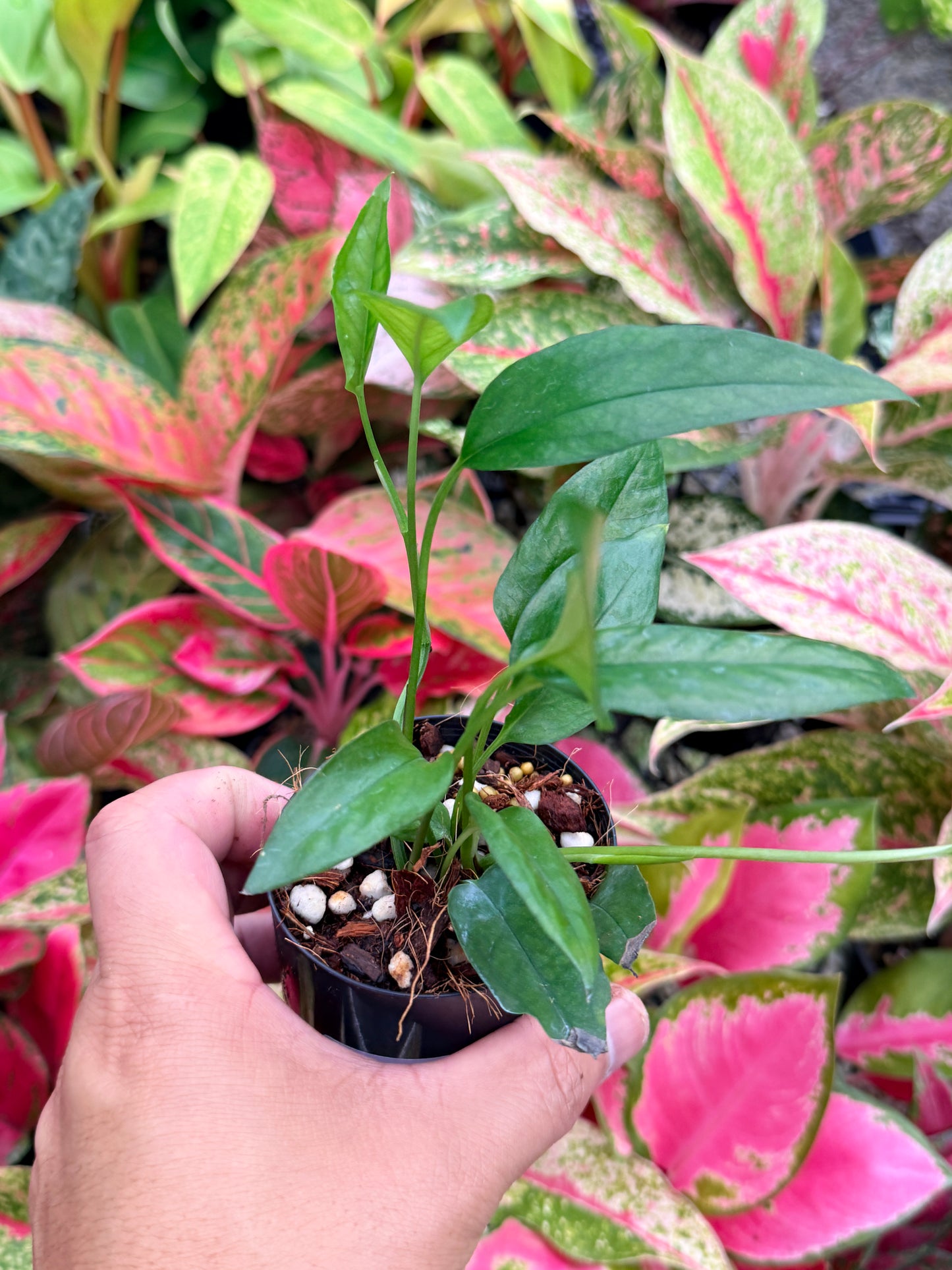 The Epipremnum pinnatum 'Skeleton Key' N3