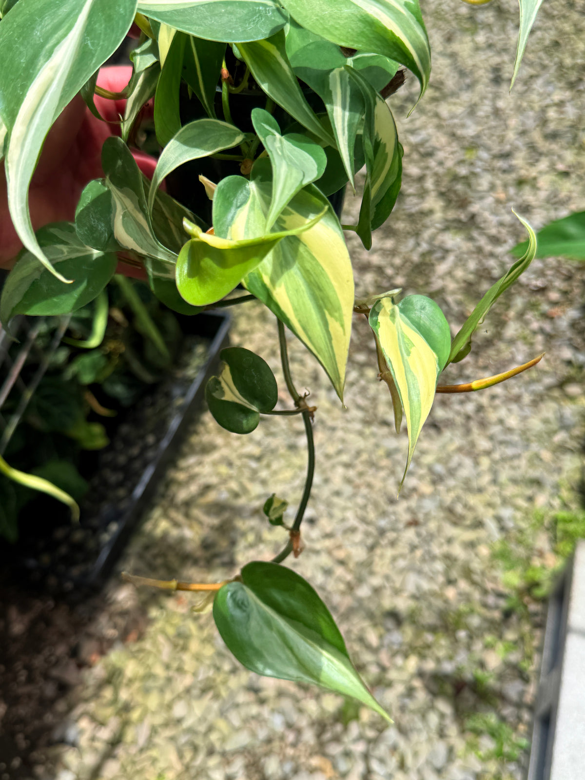 Best Pick in Stock - Philodendron 'Rio'