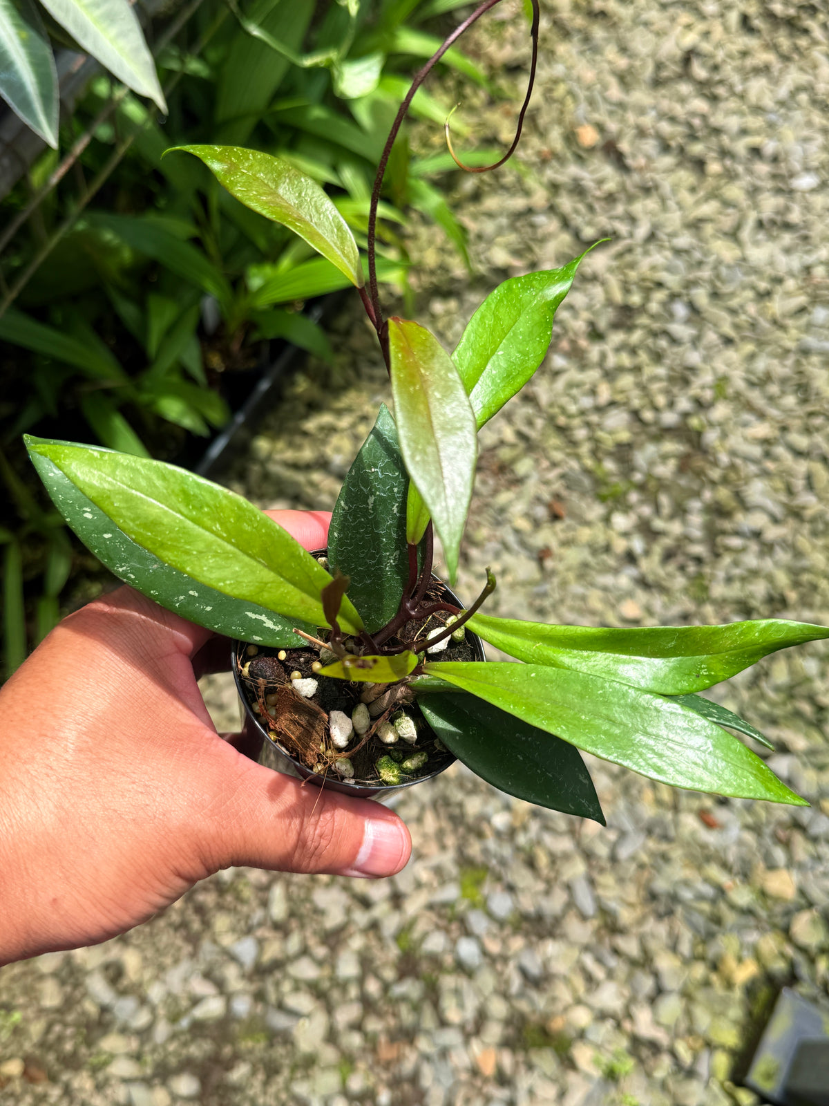 Best Pick in Stock - Hoya Publica x Splash