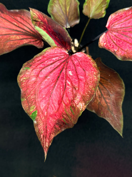 Caladium Hybrid G78