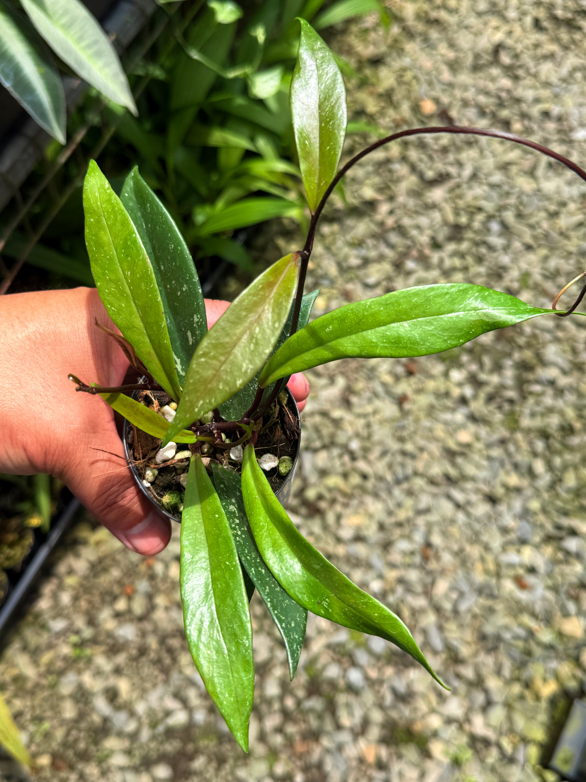 Best Pick in Stock - Hoya Publica x Splash