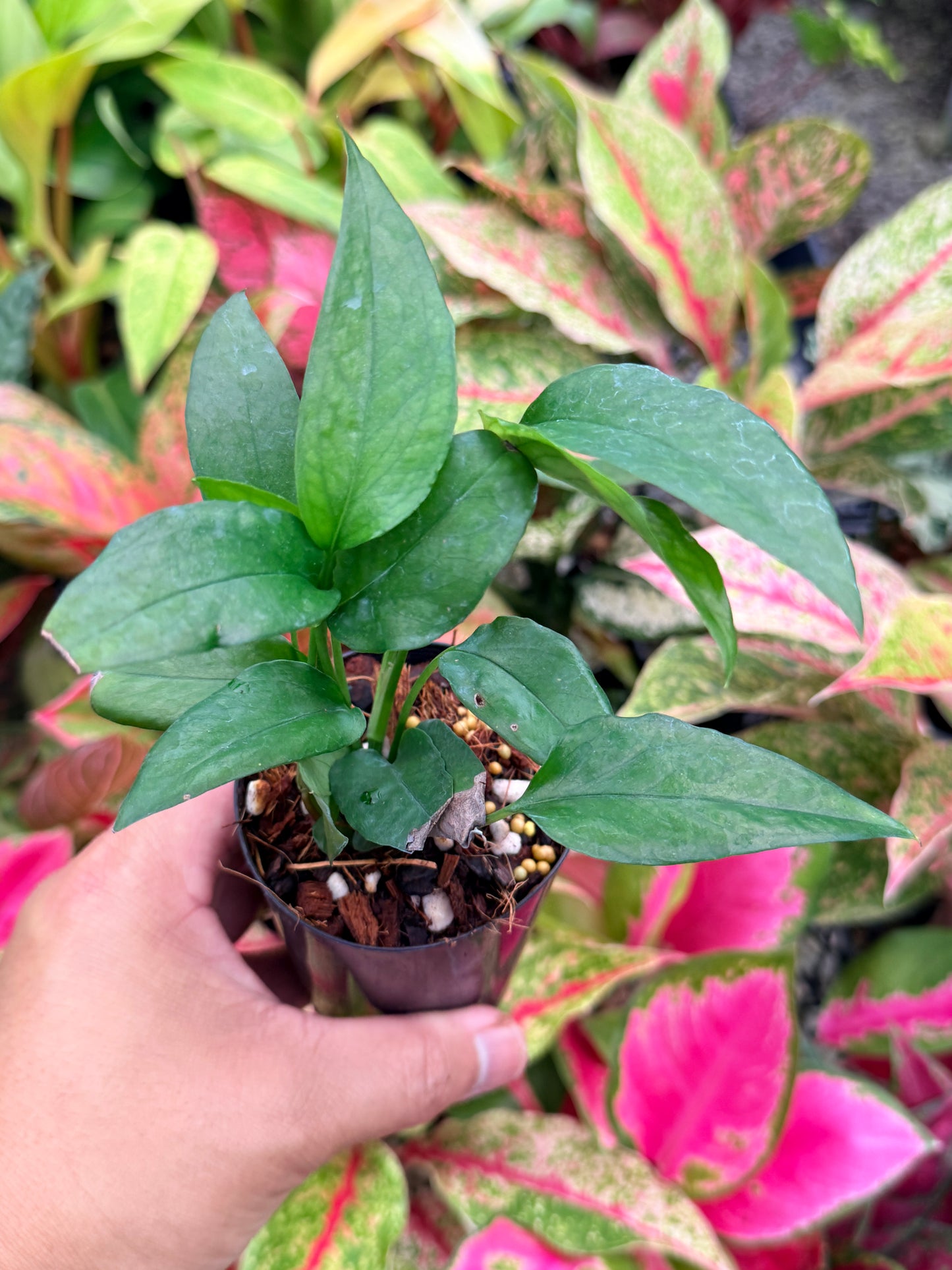 The Epipremnum pinnatum 'Skeleton Key' N2
