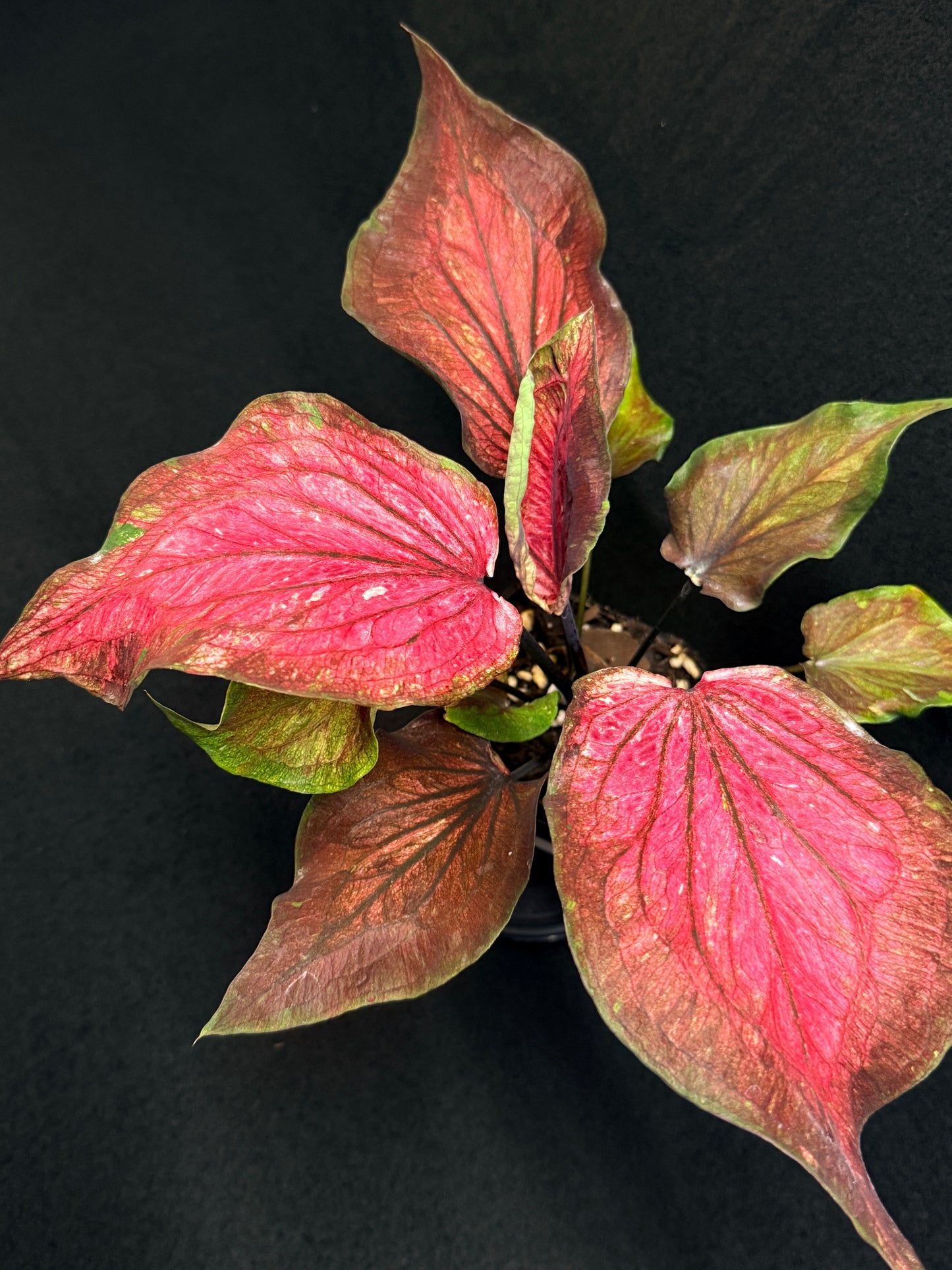 Caladium Hybrid G78
