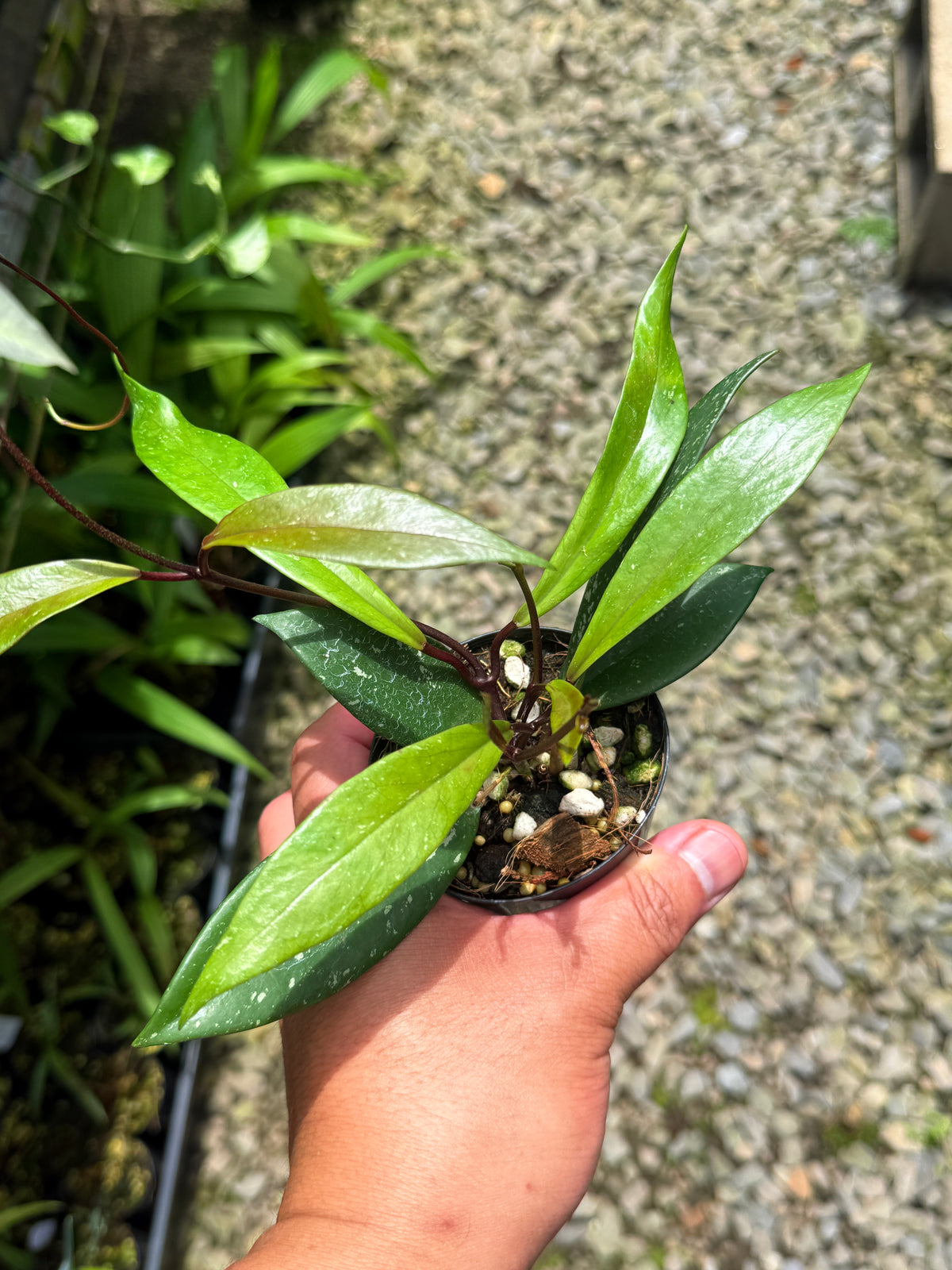 Best Pick in Stock - Hoya Publica x Splash