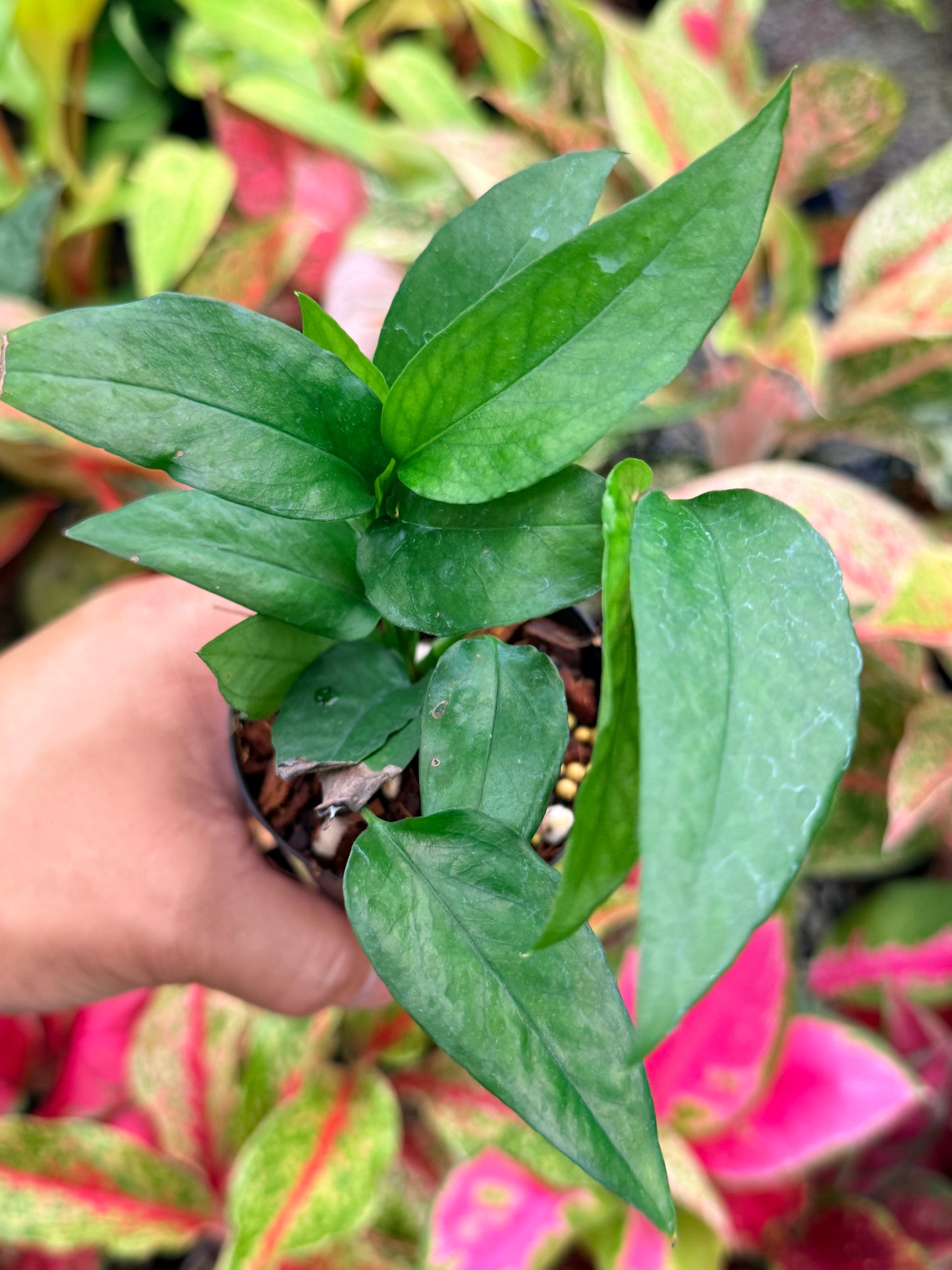 The Epipremnum pinnatum 'Skeleton Key' N2