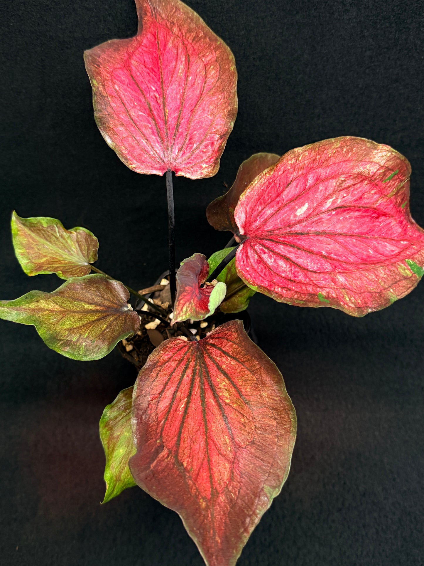 Caladium Hybrid G78