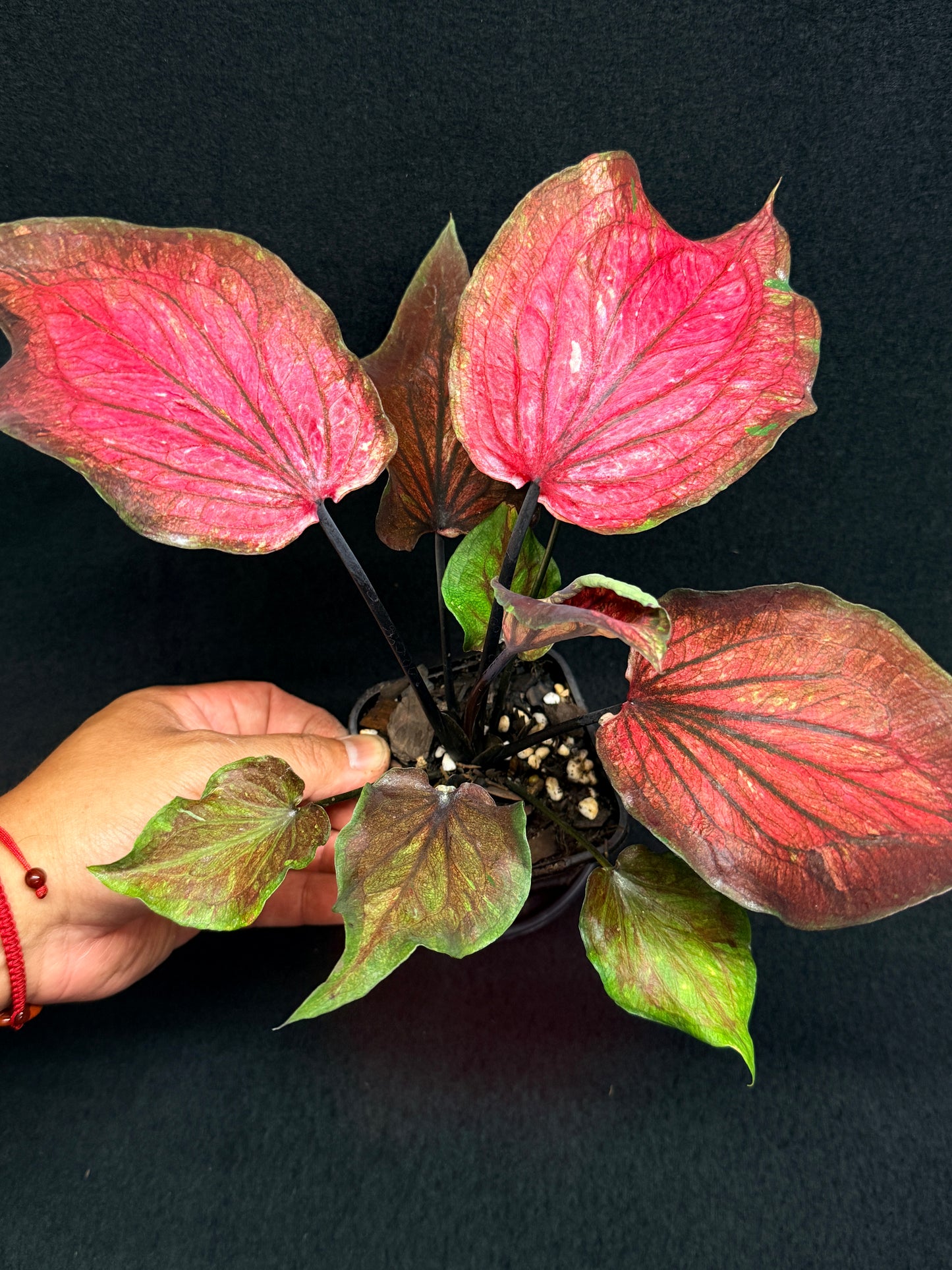 Caladium Hybrid G78