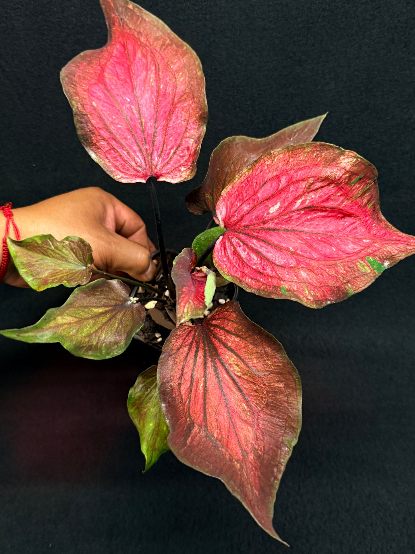 Caladium Hybrid G78