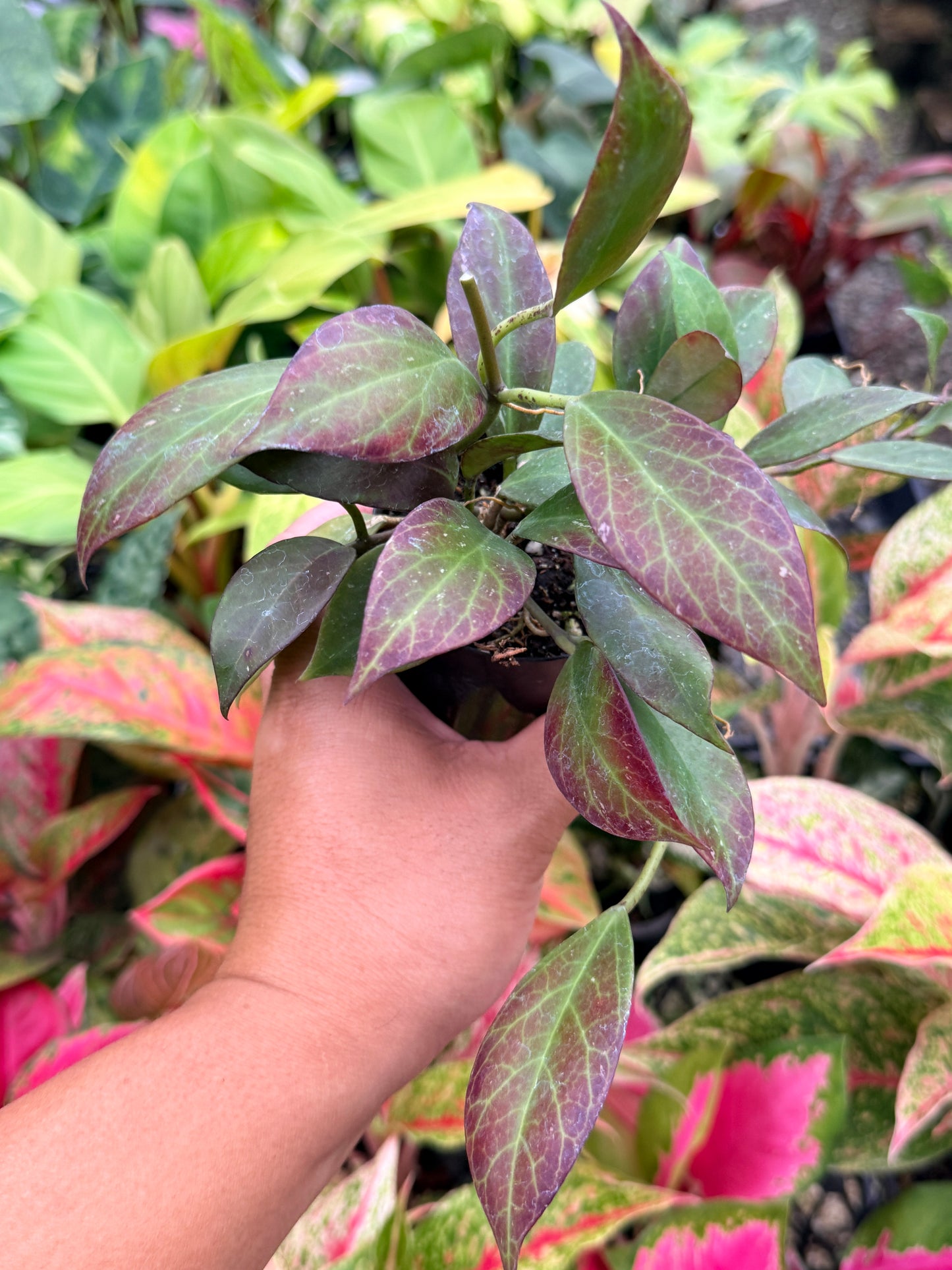 Hoya australis 'Sunrise' I69