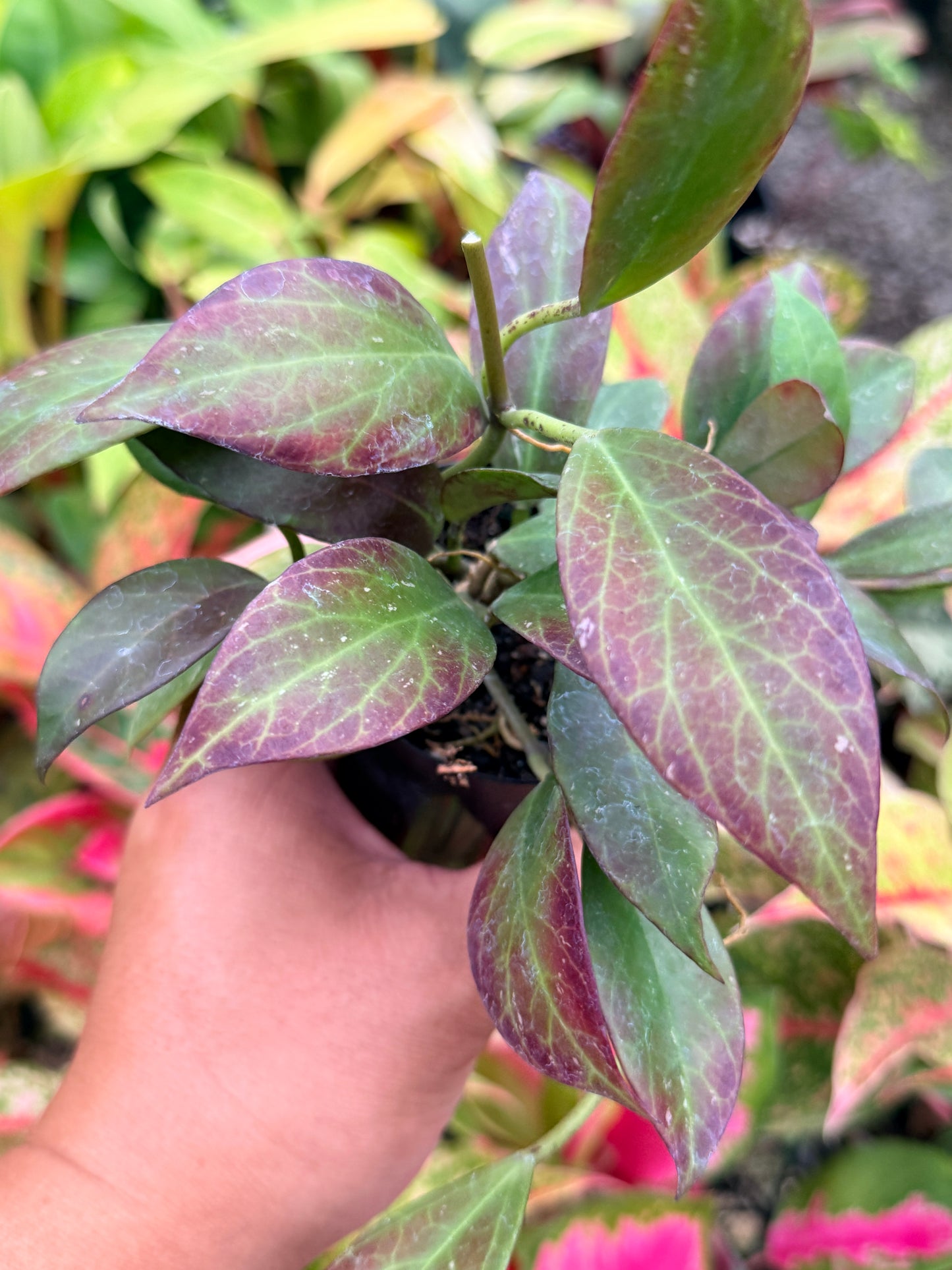 Hoya australis 'Sunrise' I69