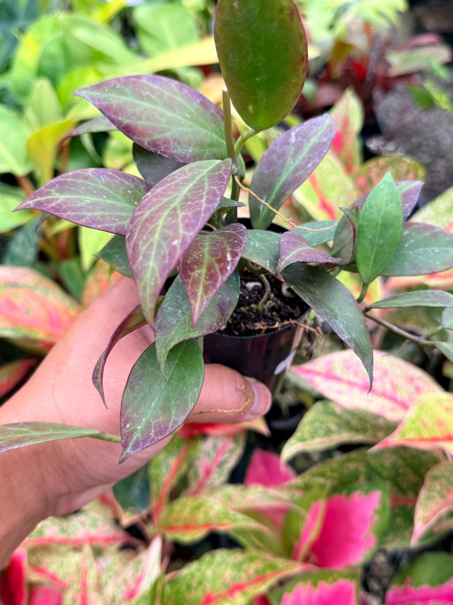 Hoya australis 'Sunrise' I69