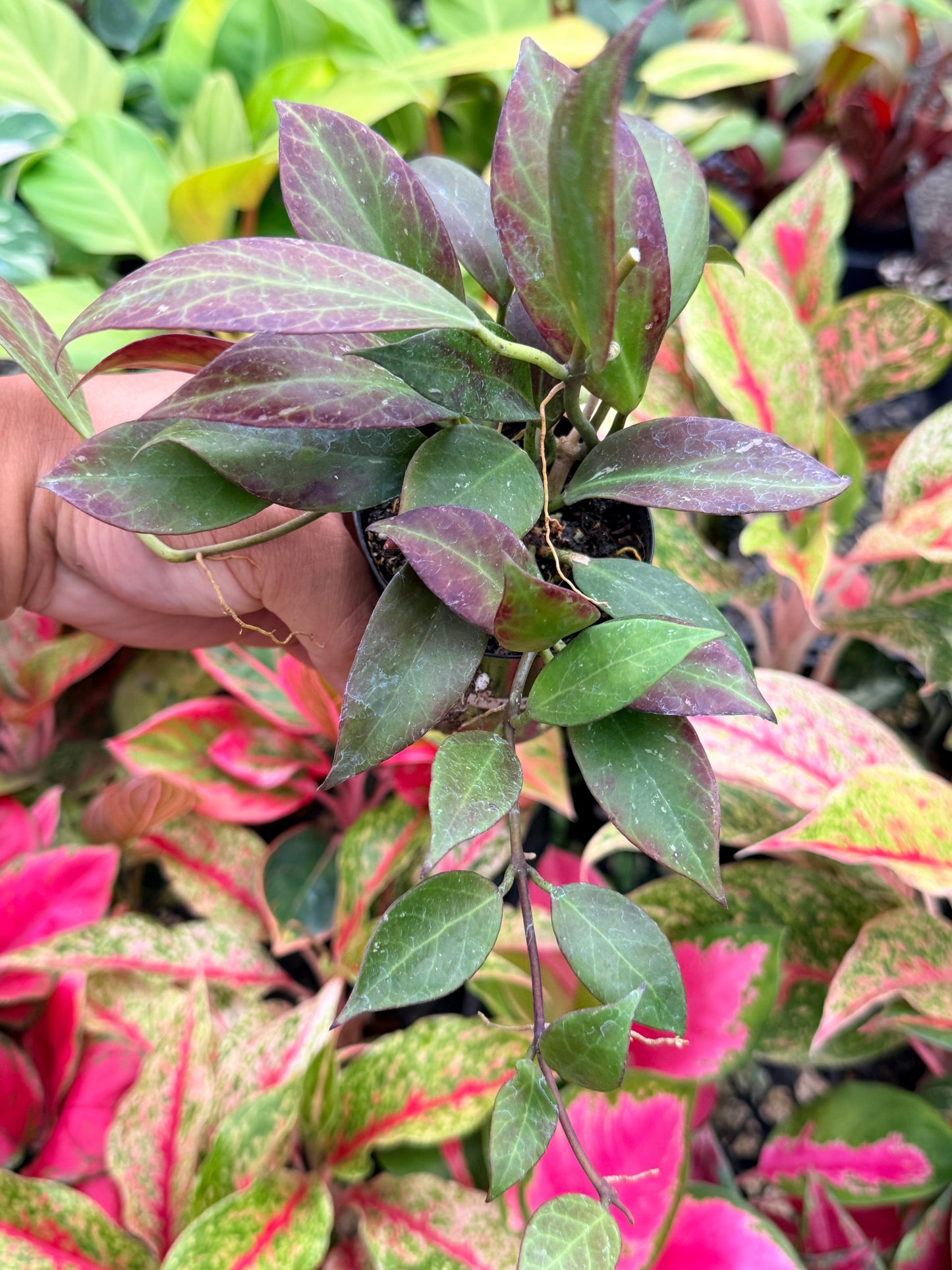 Hoya australis 'Sunrise' I69