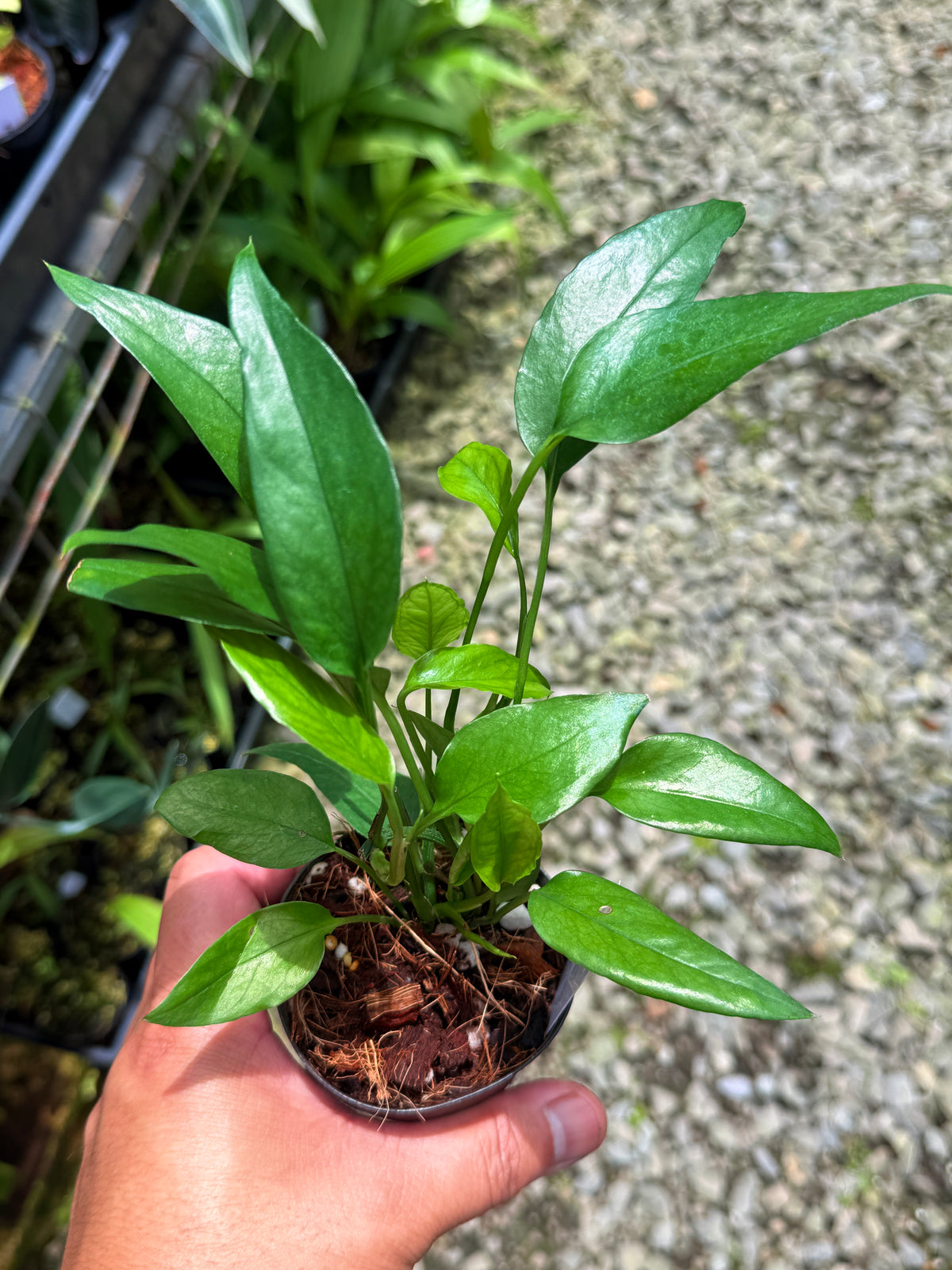 Best Pick in Stock - Epipremnum pinnatum 'Skeleton Key'