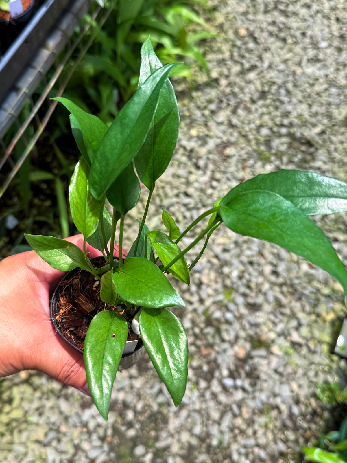Best Pick in Stock - Epipremnum pinnatum 'Skeleton Key'