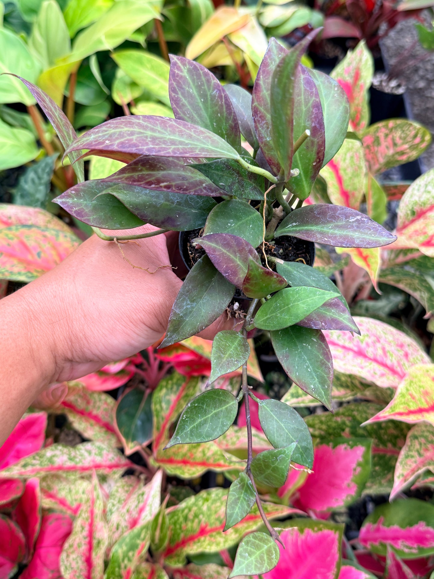 Hoya australis 'Sunrise' I69