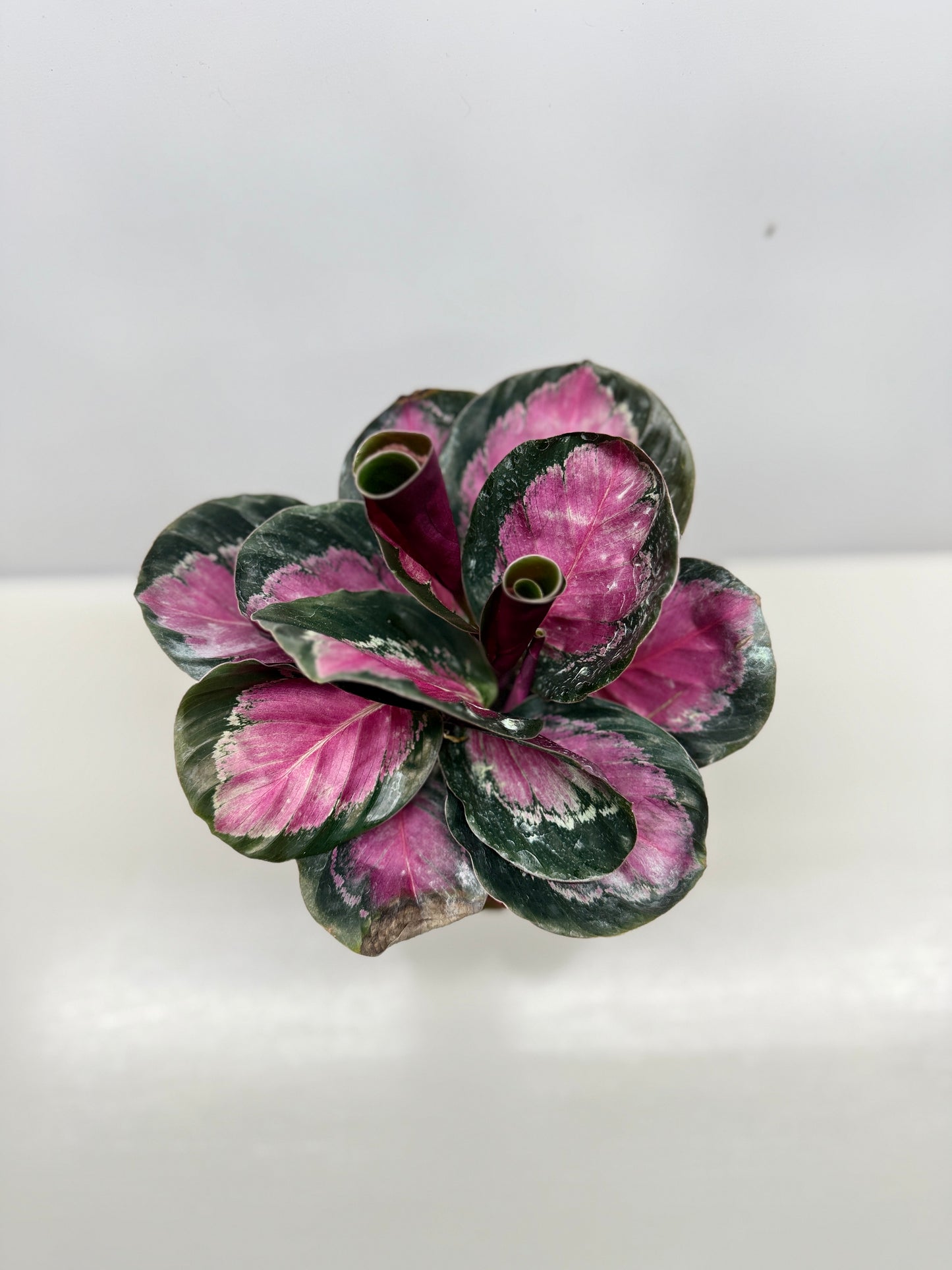 Calathea Roseopicta "Pink Star" - Bet Pick of the Crop!