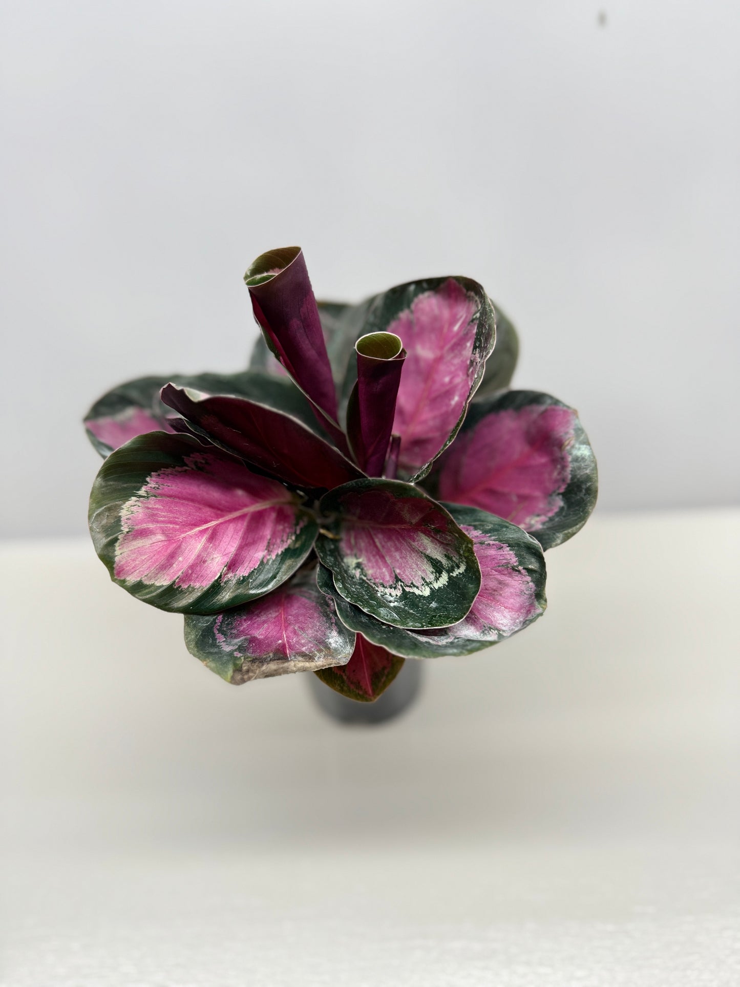 Calathea Roseopicta "Pink Star" - Bet Pick of the Crop!